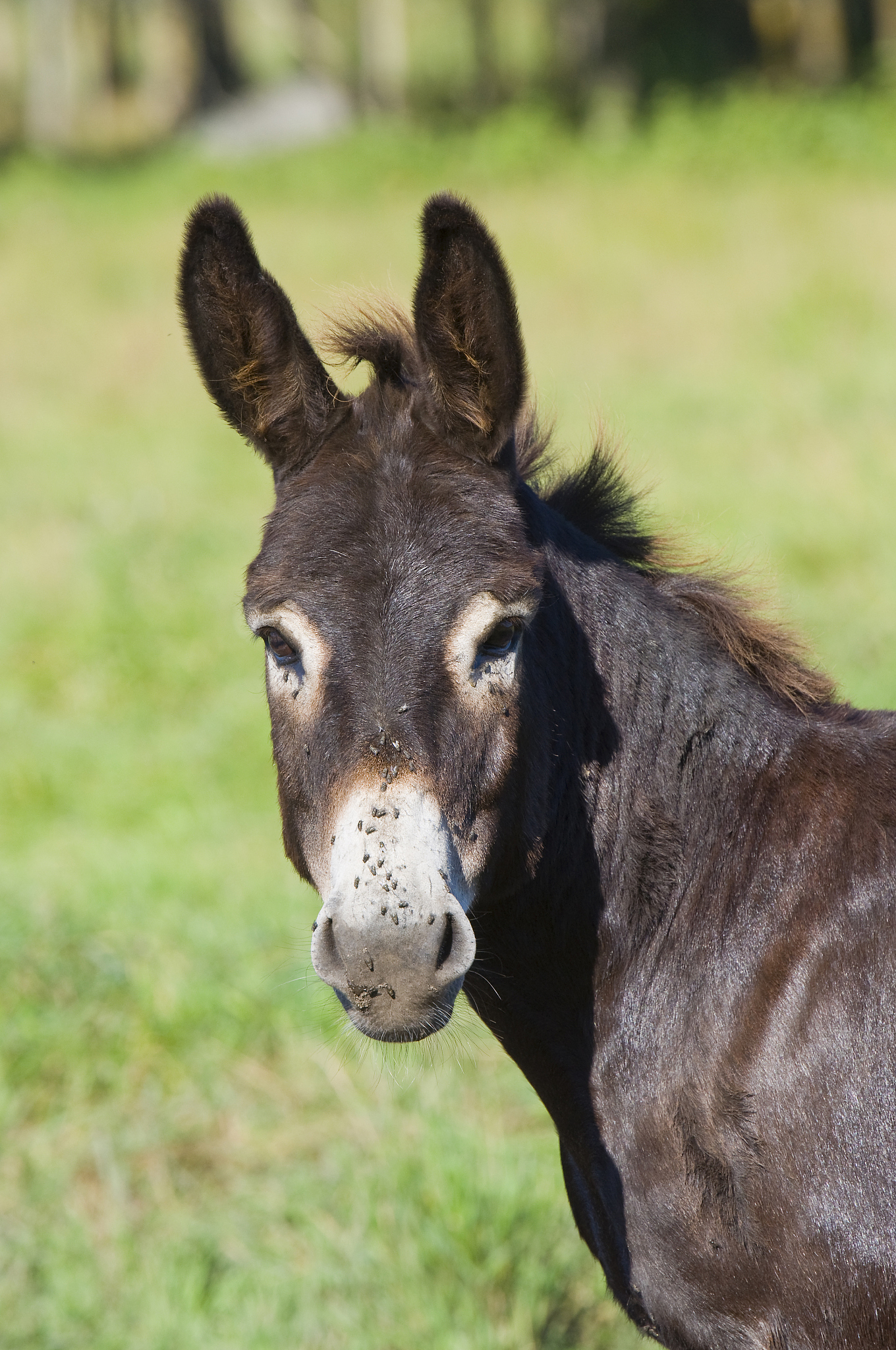 donkey looking at you