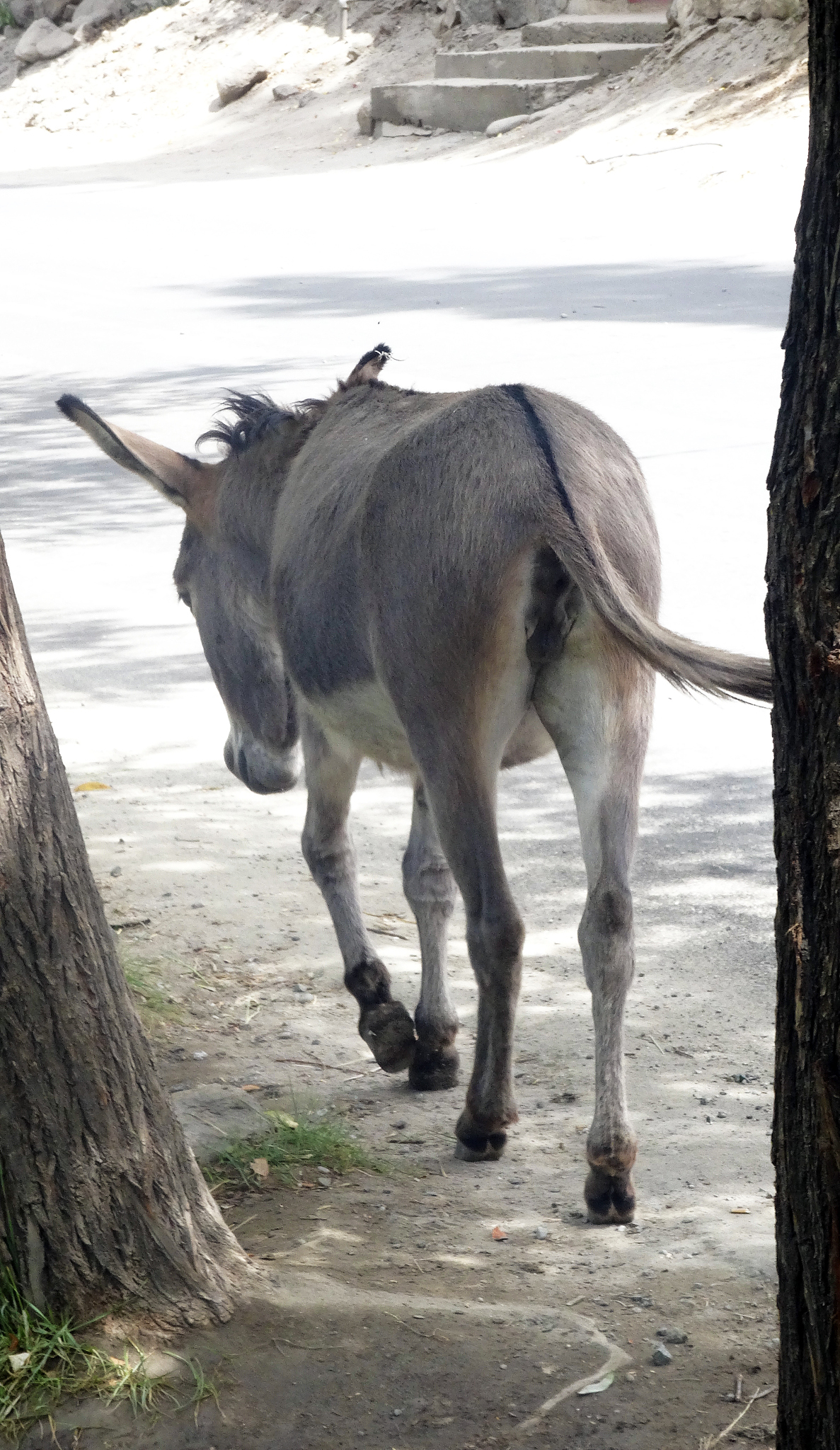donkey