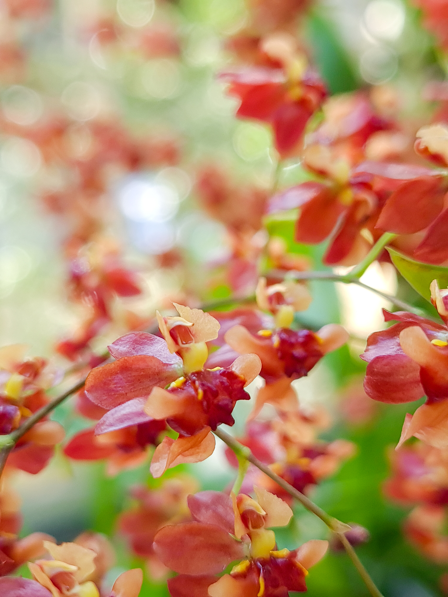 BREEDING SCIENCE期刊：植物育种学研究的国际平台