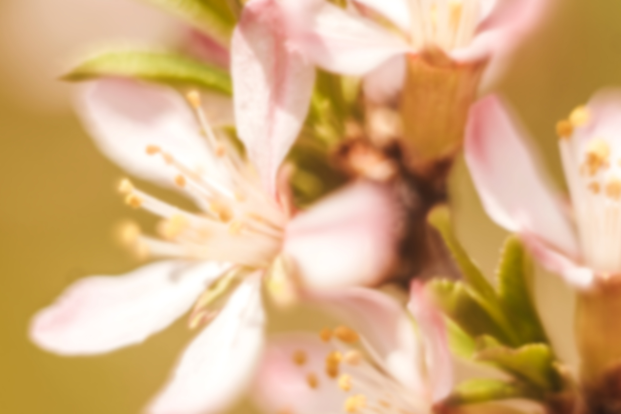 almond flowers blooming close up blurred.