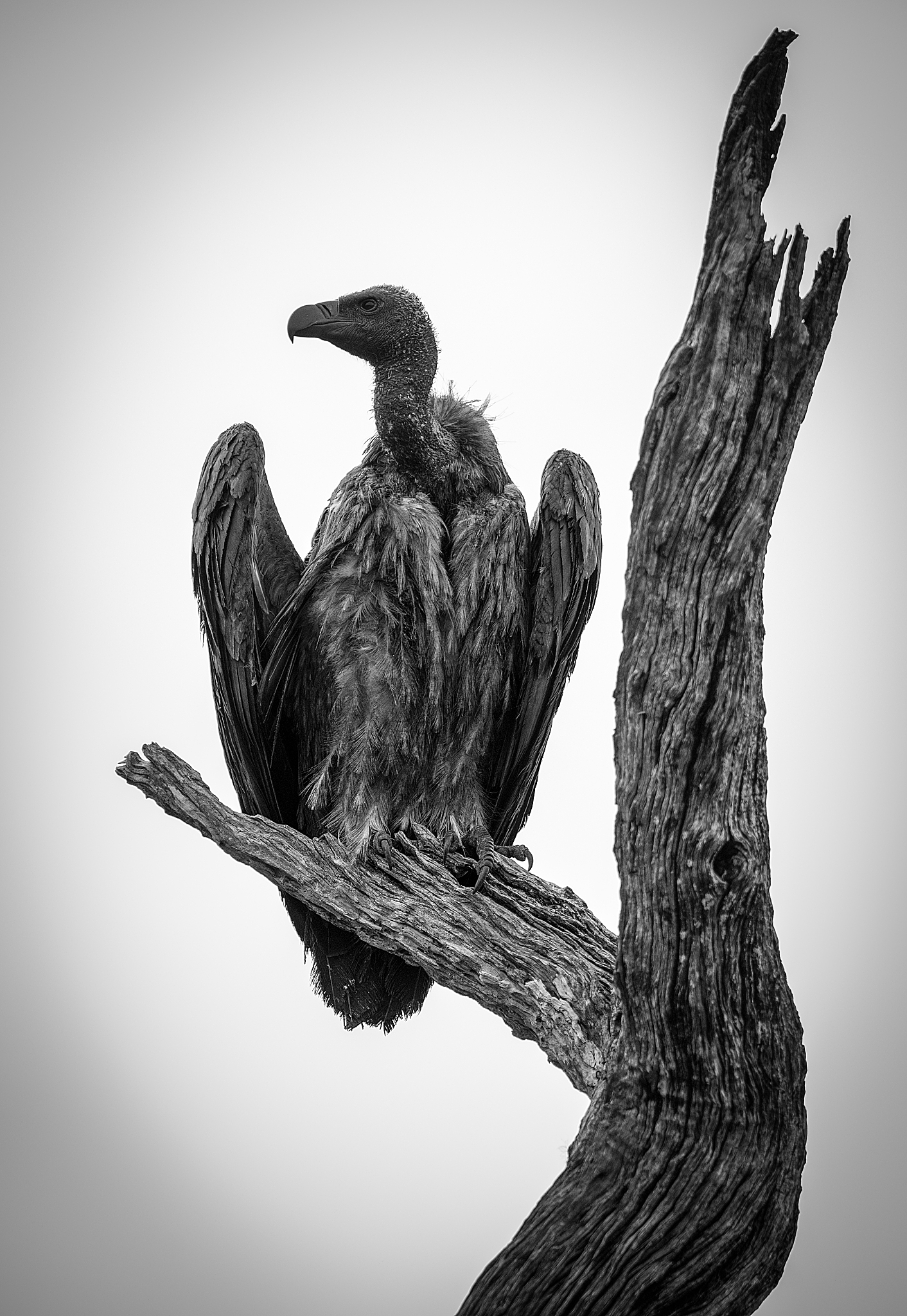 UNIV_INTERNulintbtr_cur_pessimistic_insert=======================	ulint		flags	! in undo logging and locking flags if not				zero the parameter thr should be				specified; if no undo logging is specif