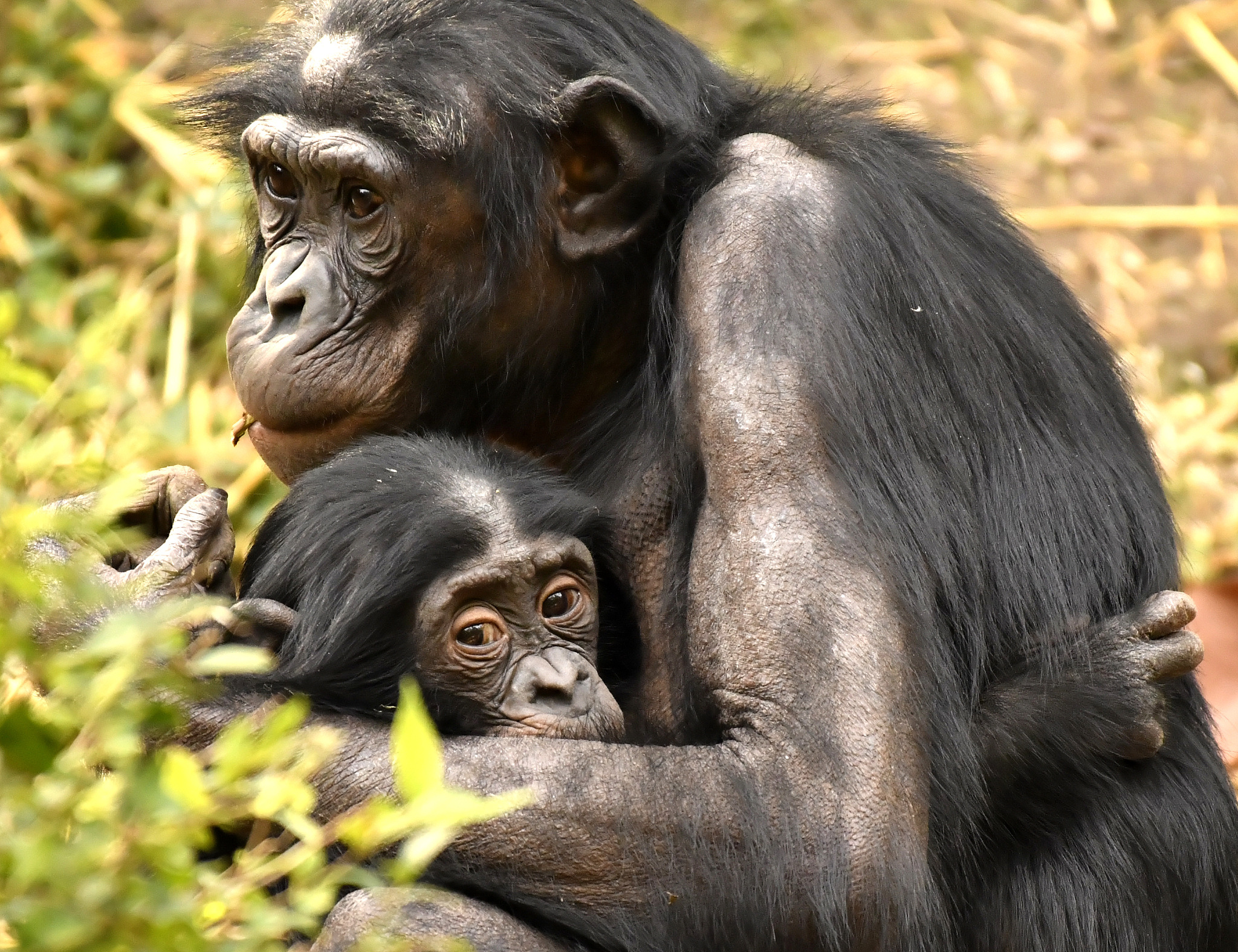 bonobo baby and mom