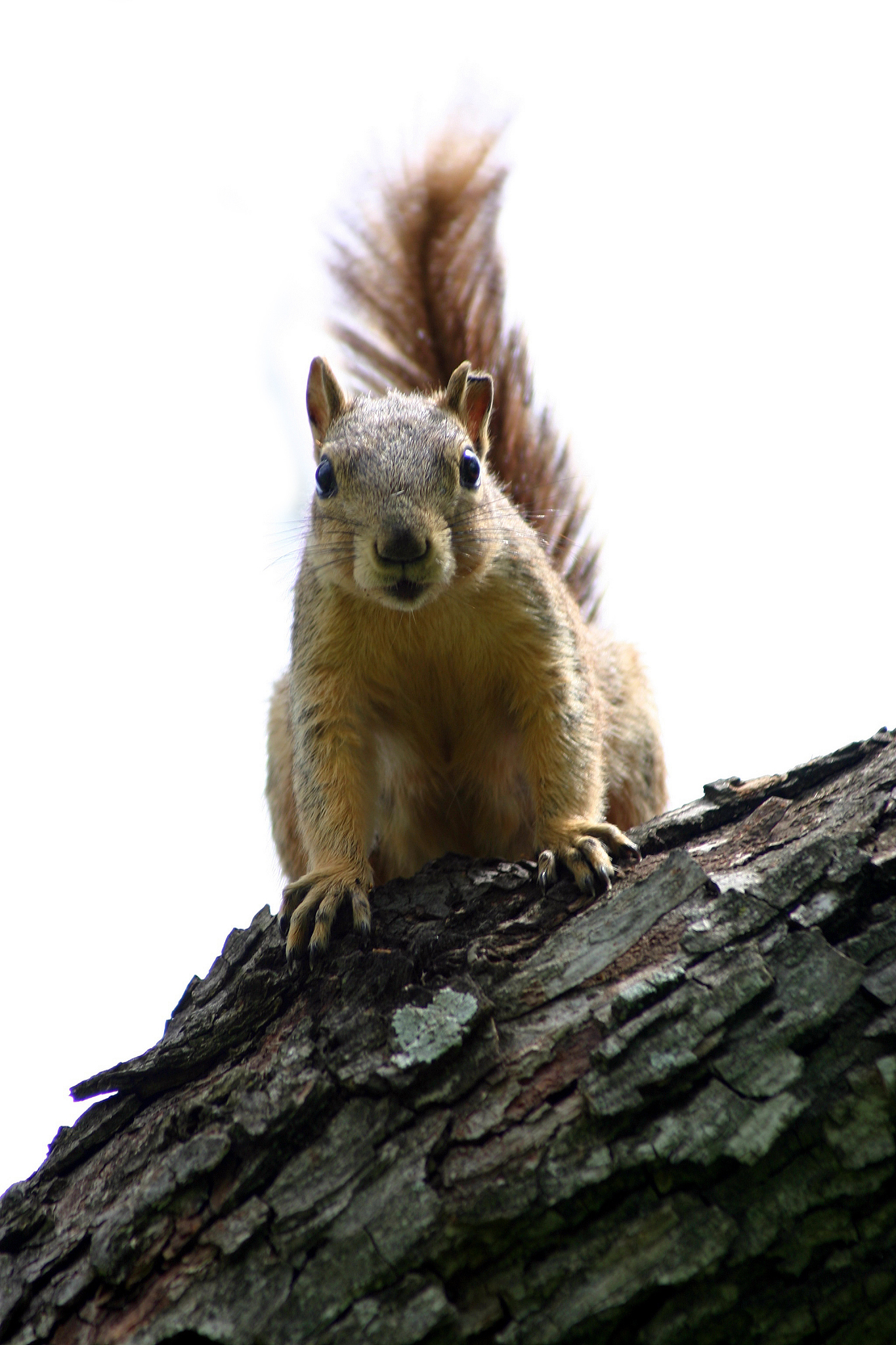抓到的老鼠放了会回来吗，