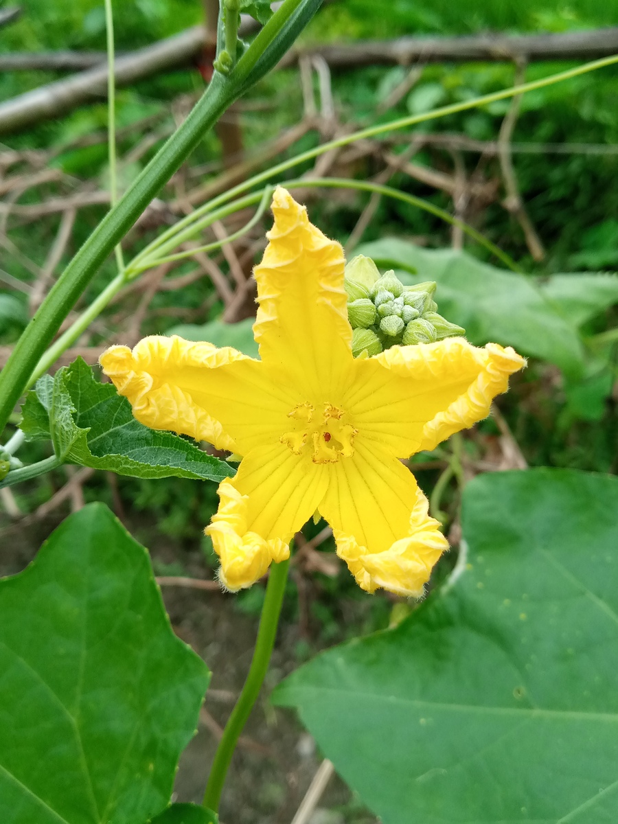 黄秋葵花功效与作用：清热解毒、利尿消肿、抗菌消炎等