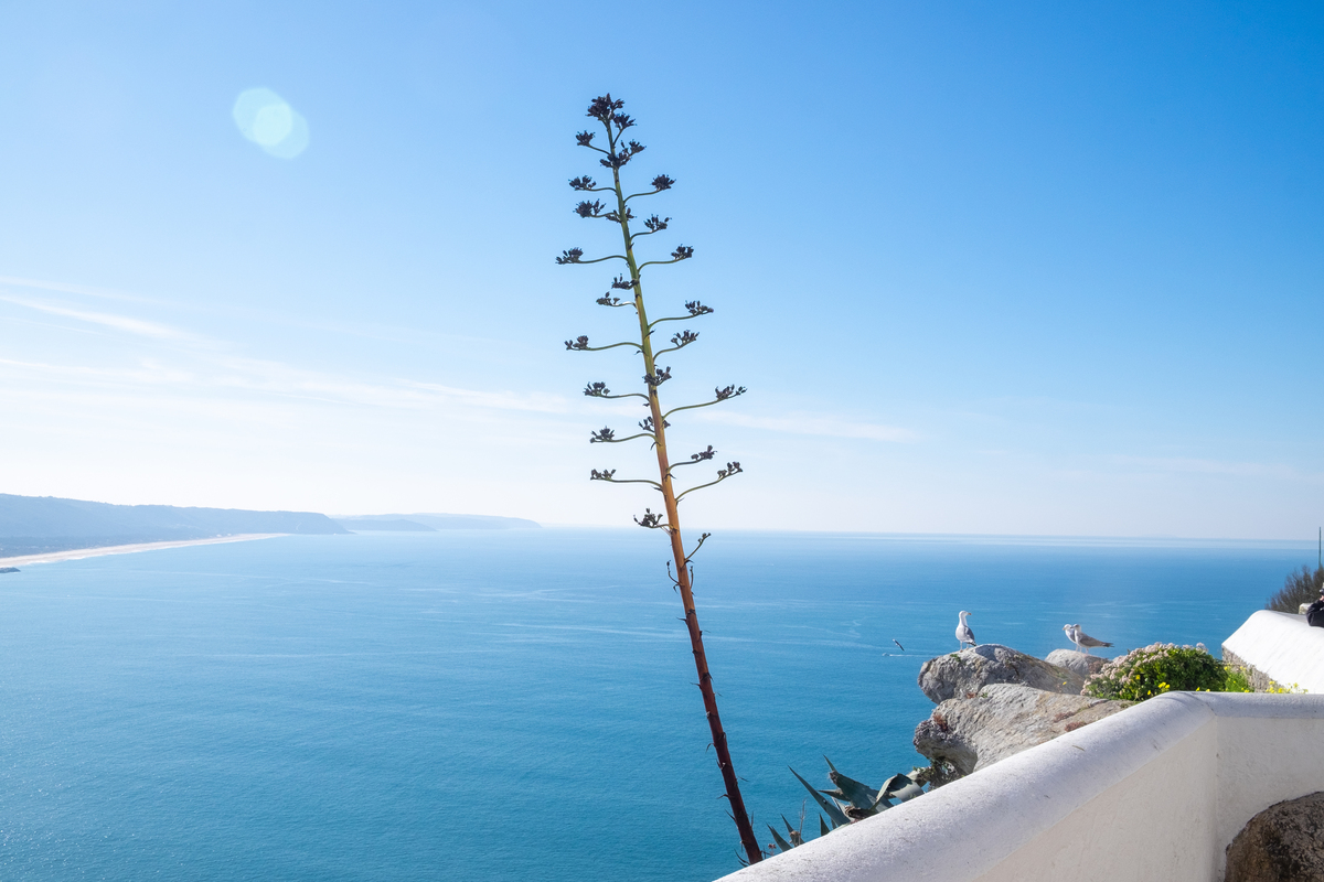 说走就走的旅行 写一篇300字小学作文