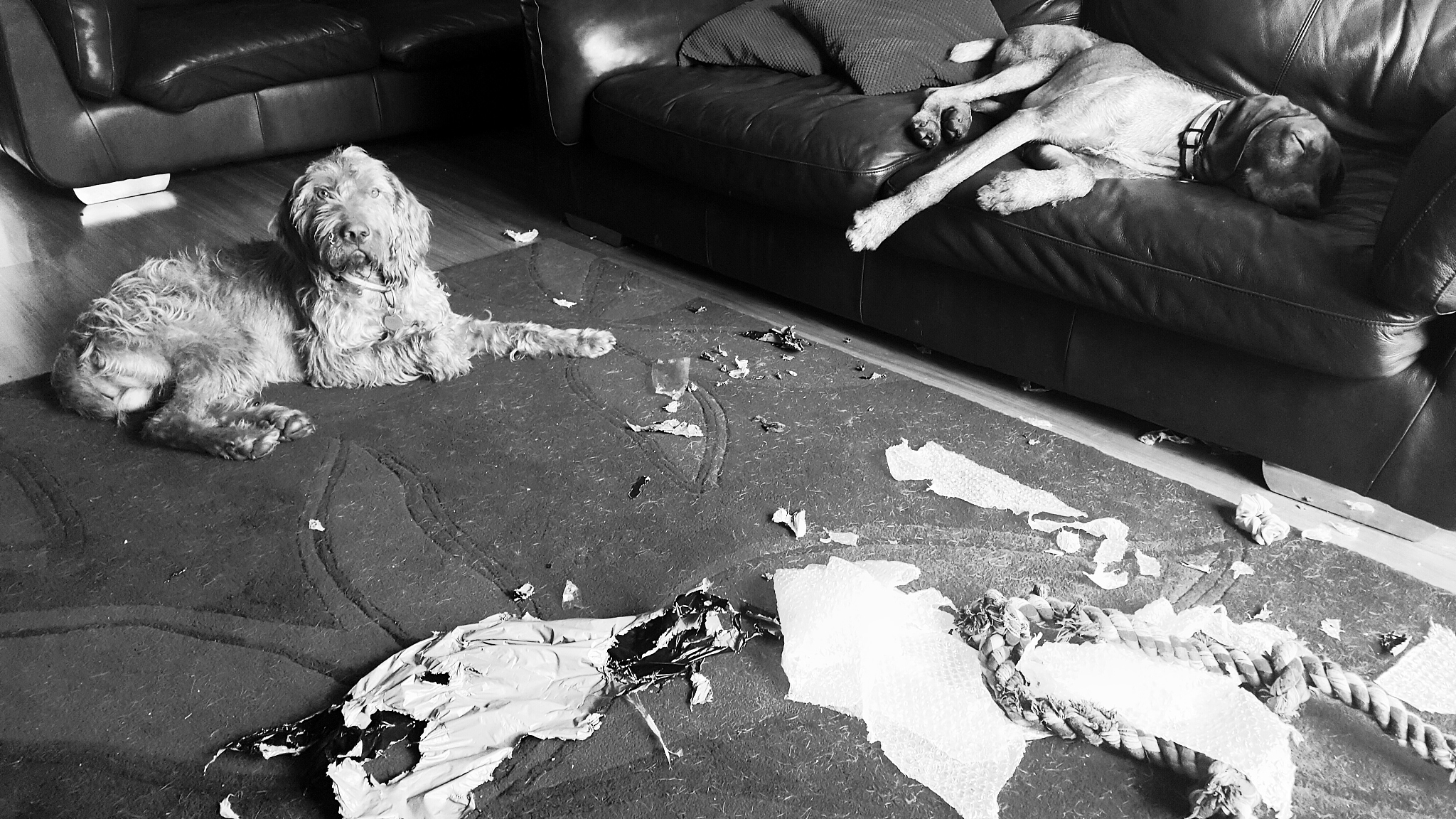 high angle view of dogs relaxing at home