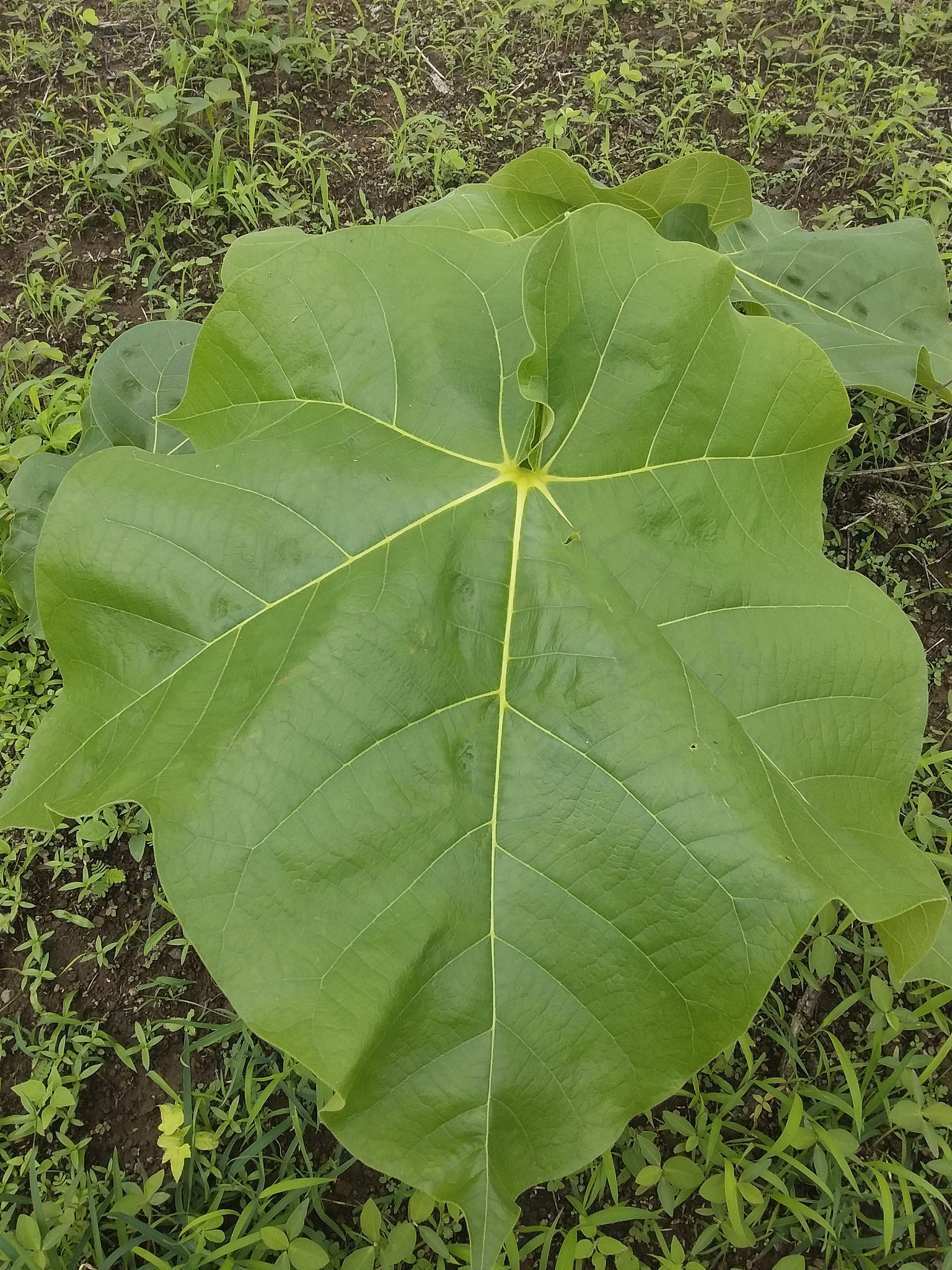 wild plant leaf