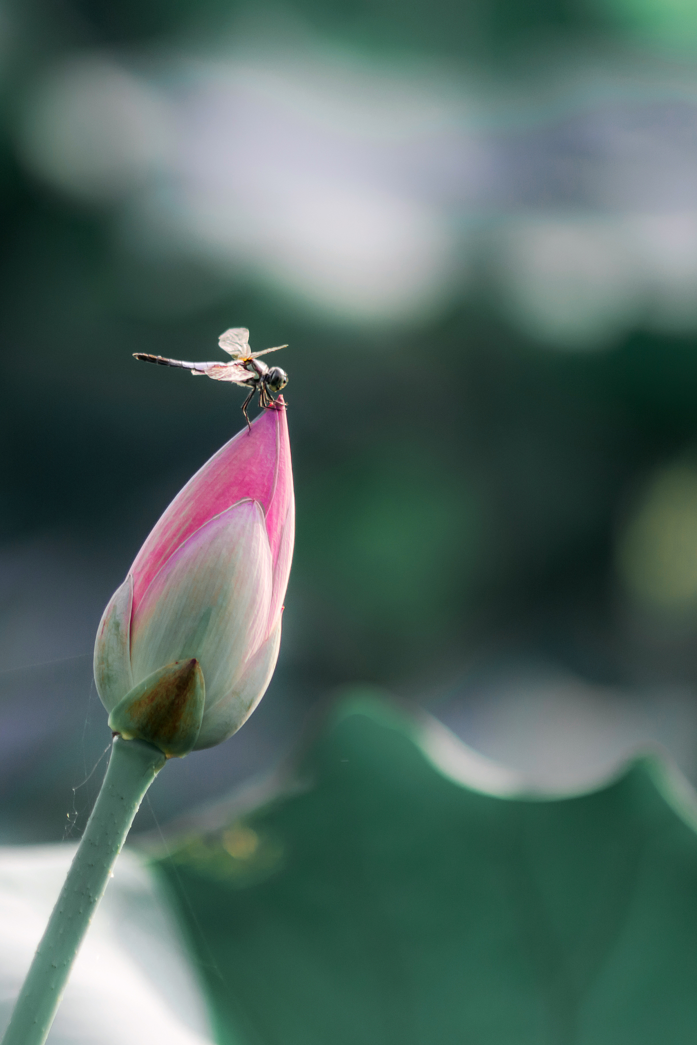 疏影·咏荷叶 - 张炎词的下片赏析：借荷叶抒发对时光的感慨