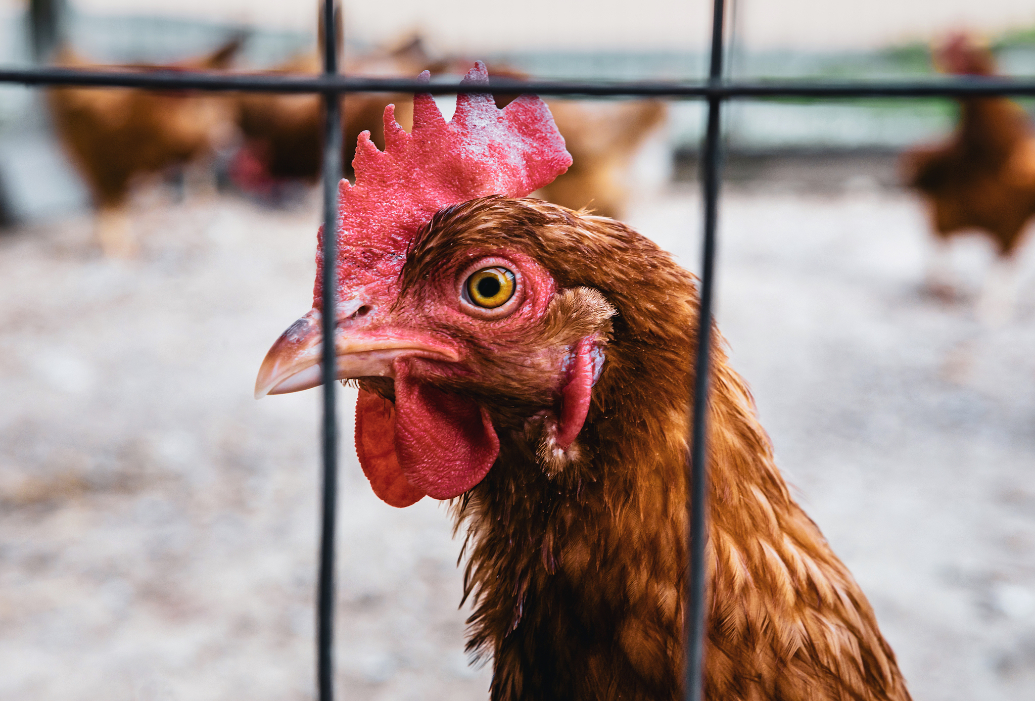 portrait of chicken