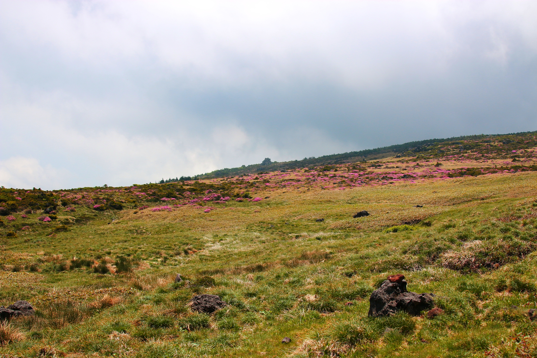 hallasan, mountain, mountain, mountain, forest, mountain, forest