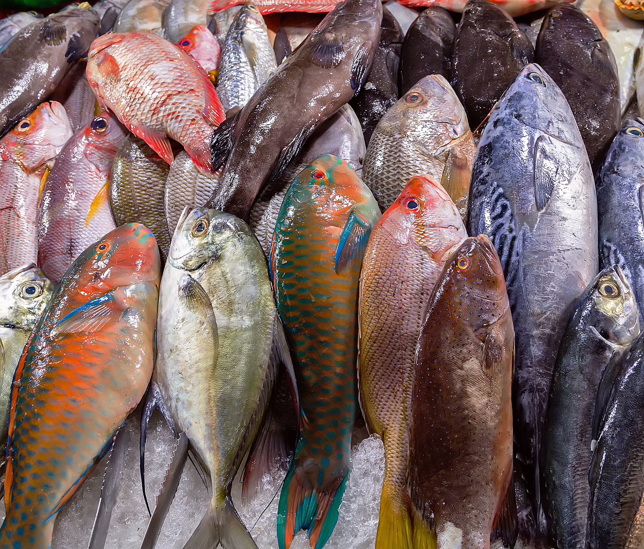 鱼类检测：种类鉴定、污染物、药物残留、食品安全、基因改造、溯源、营养分析