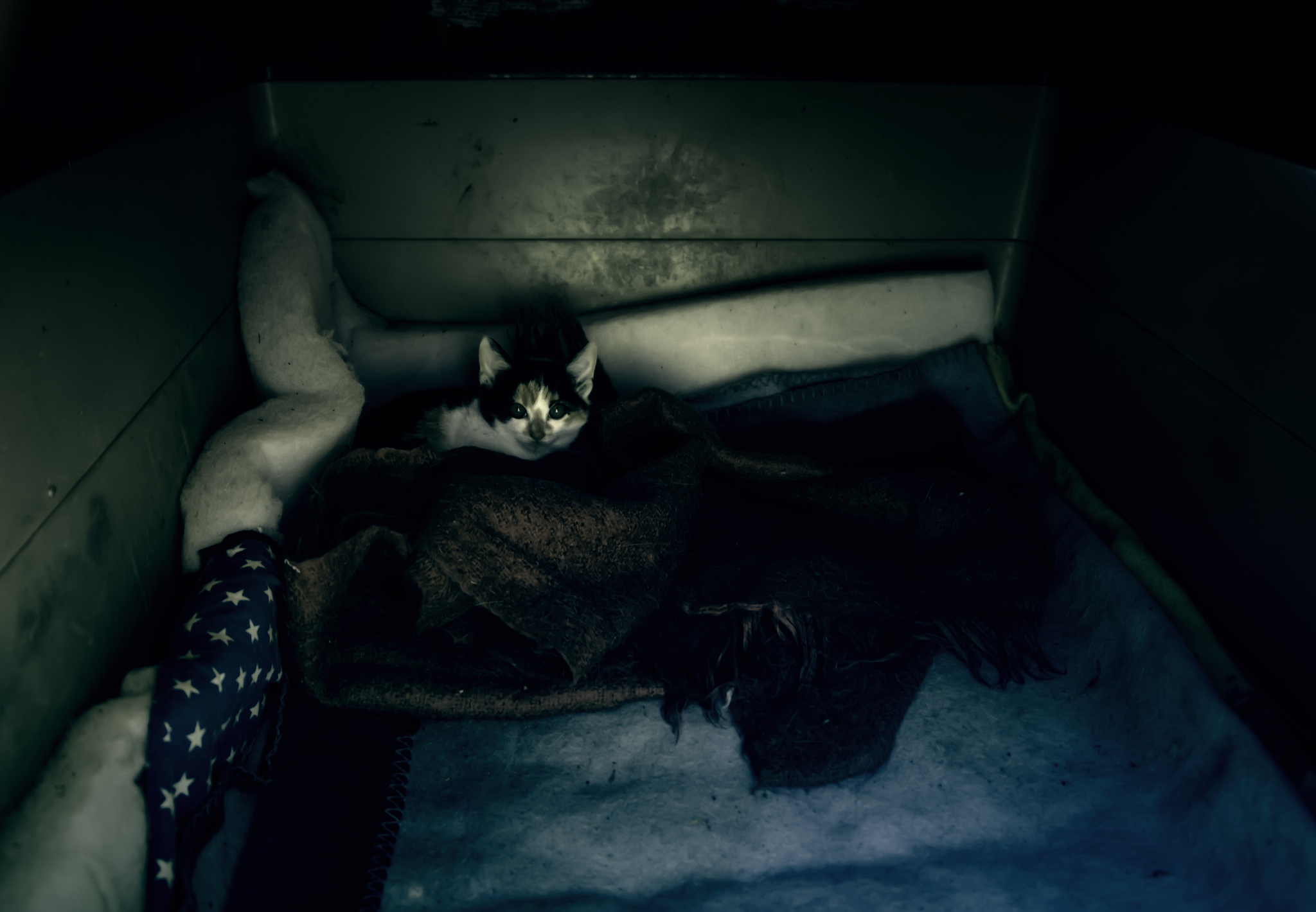cats abandoned street