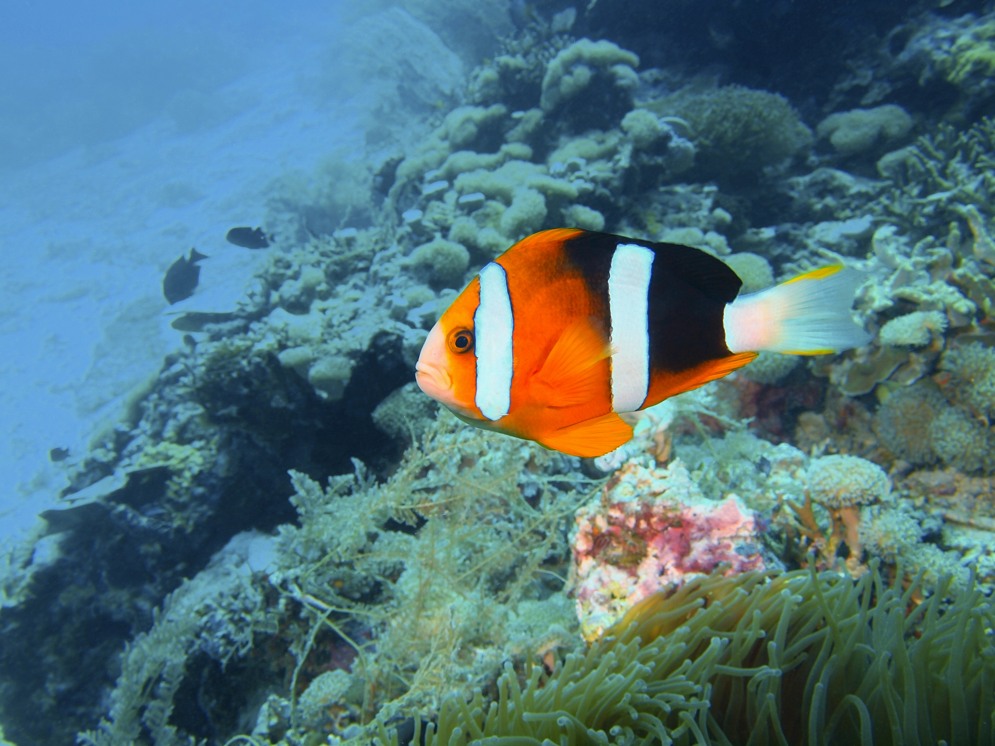 fish-clown
