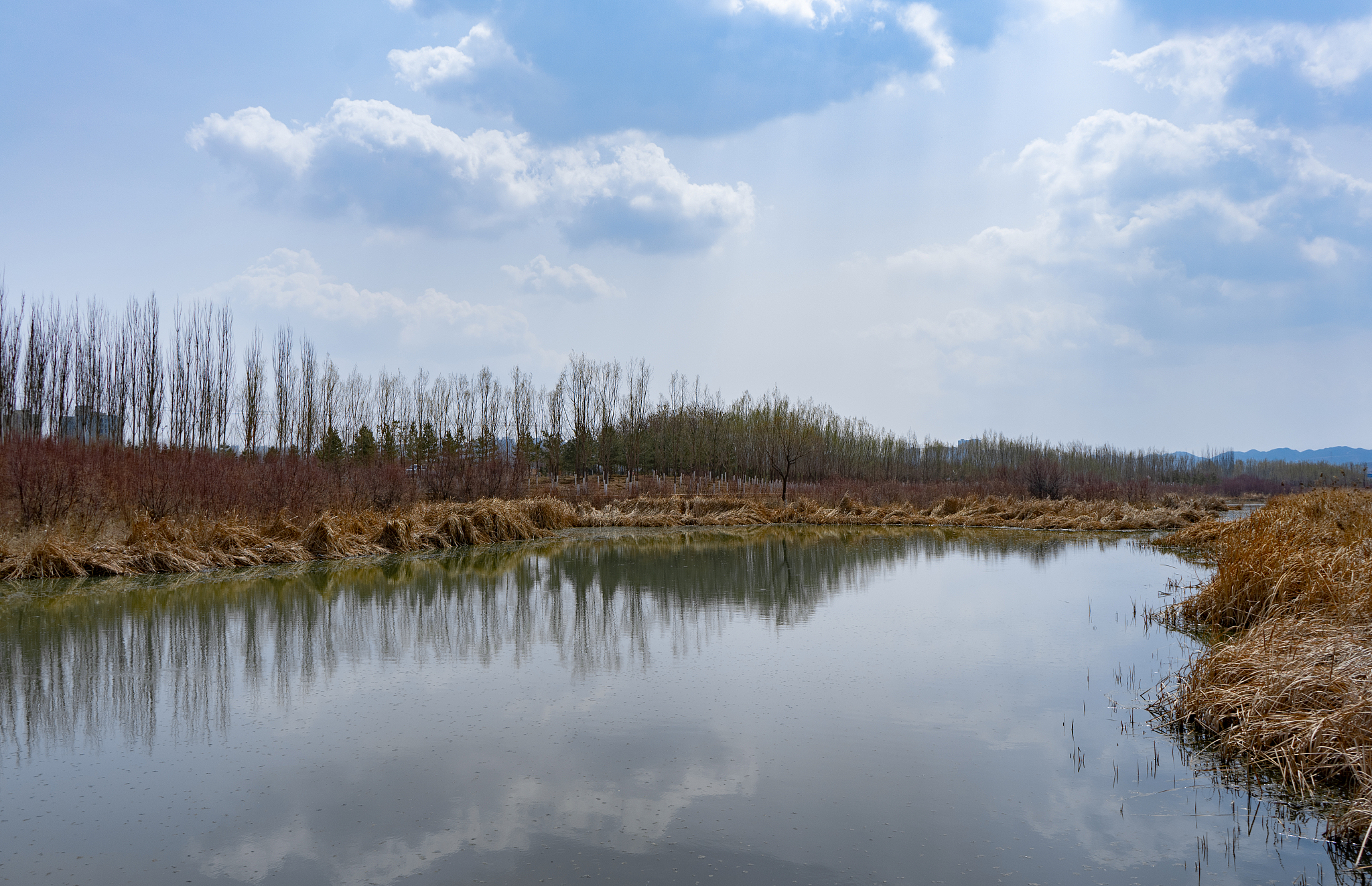兰州新区秦王川湿地植物区系：丰富多样，生态宝库