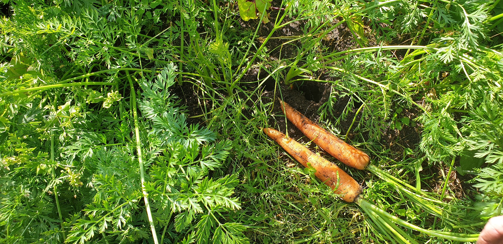 harvesting carrots. ripe natural carrots. growing carrots.