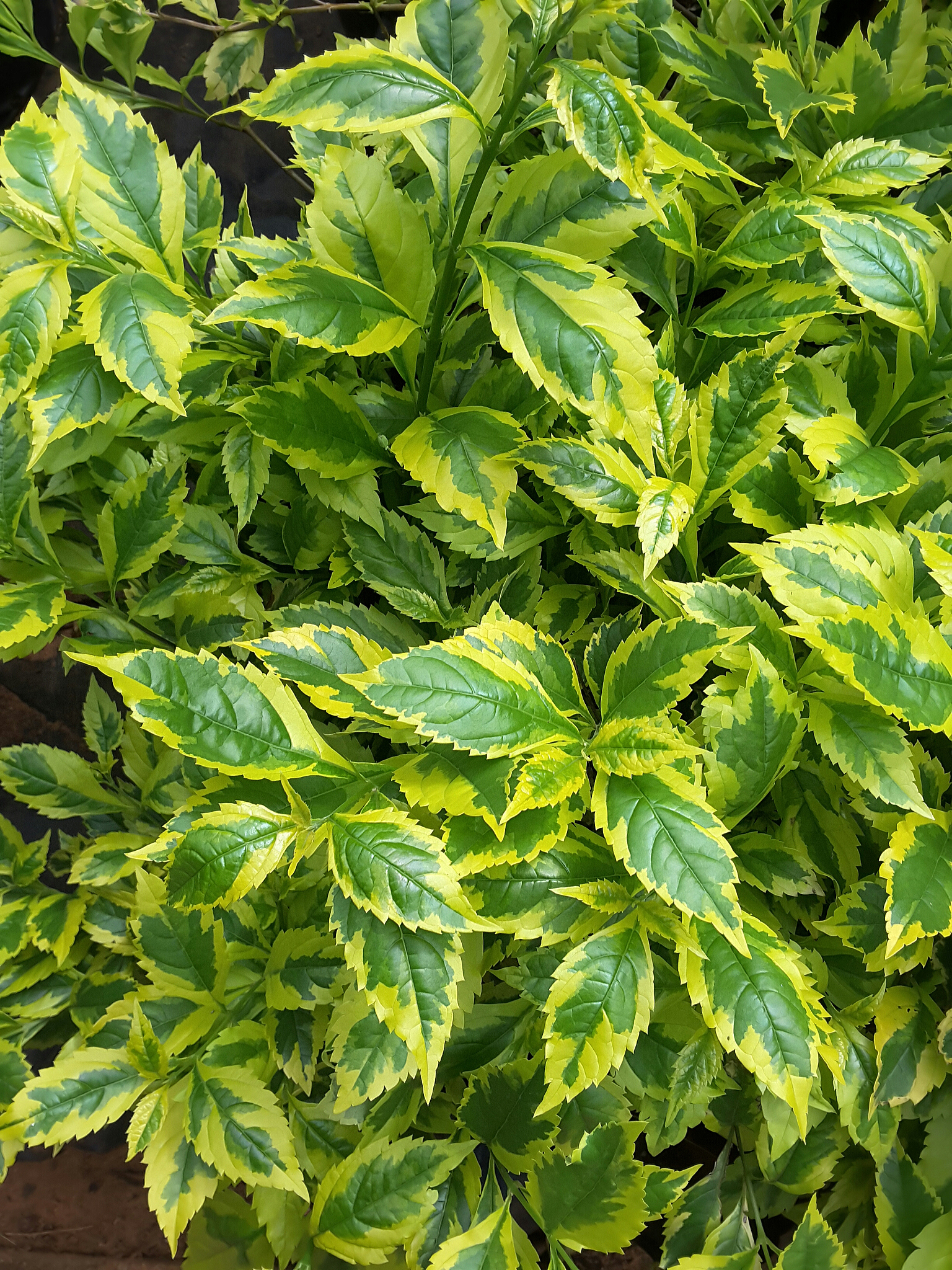 green leaf