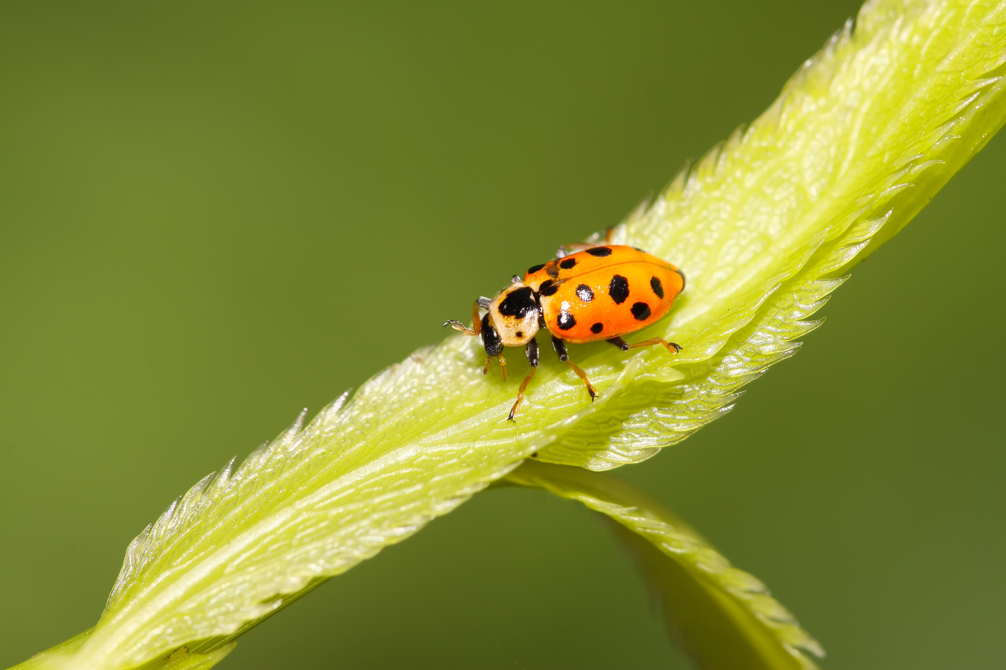 ladybug on green leaf