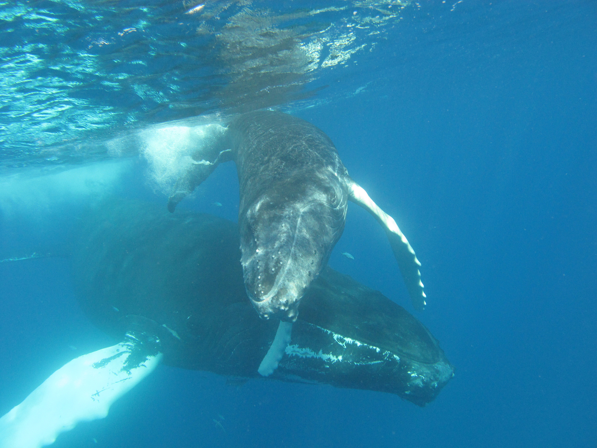 killer whales中文是什么
