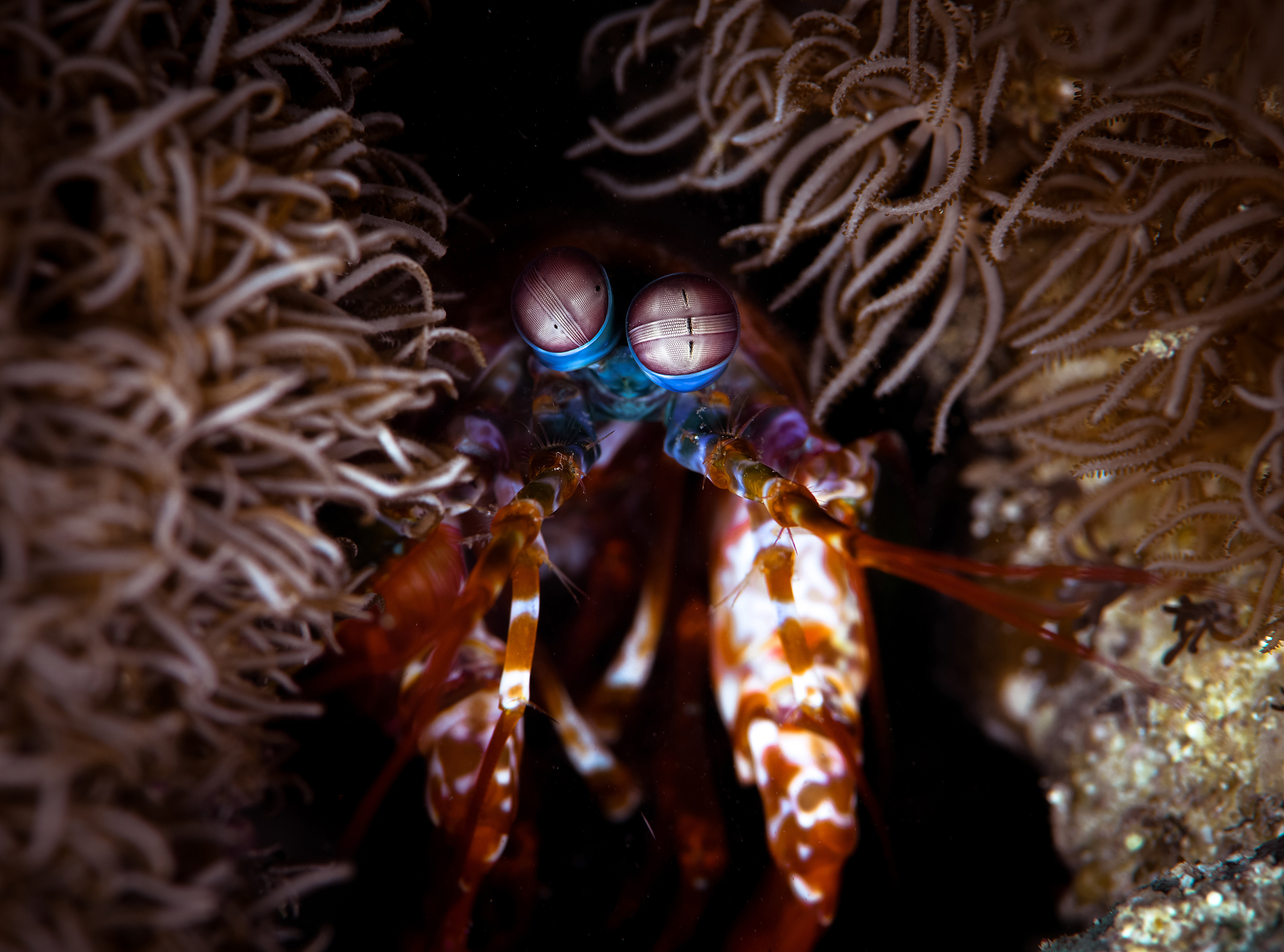 奇妙的生命：蜜蜂、海星和熊猫