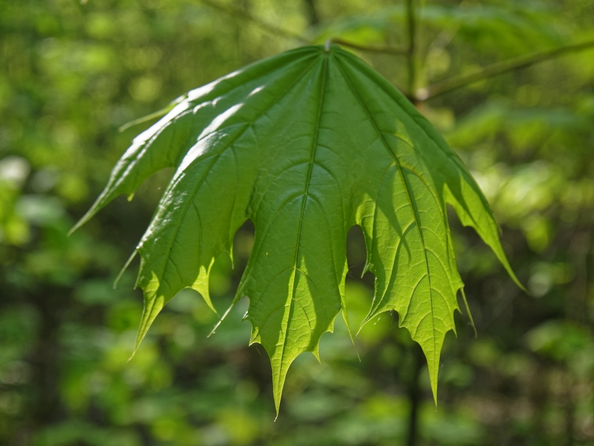 young maple leaves in spring