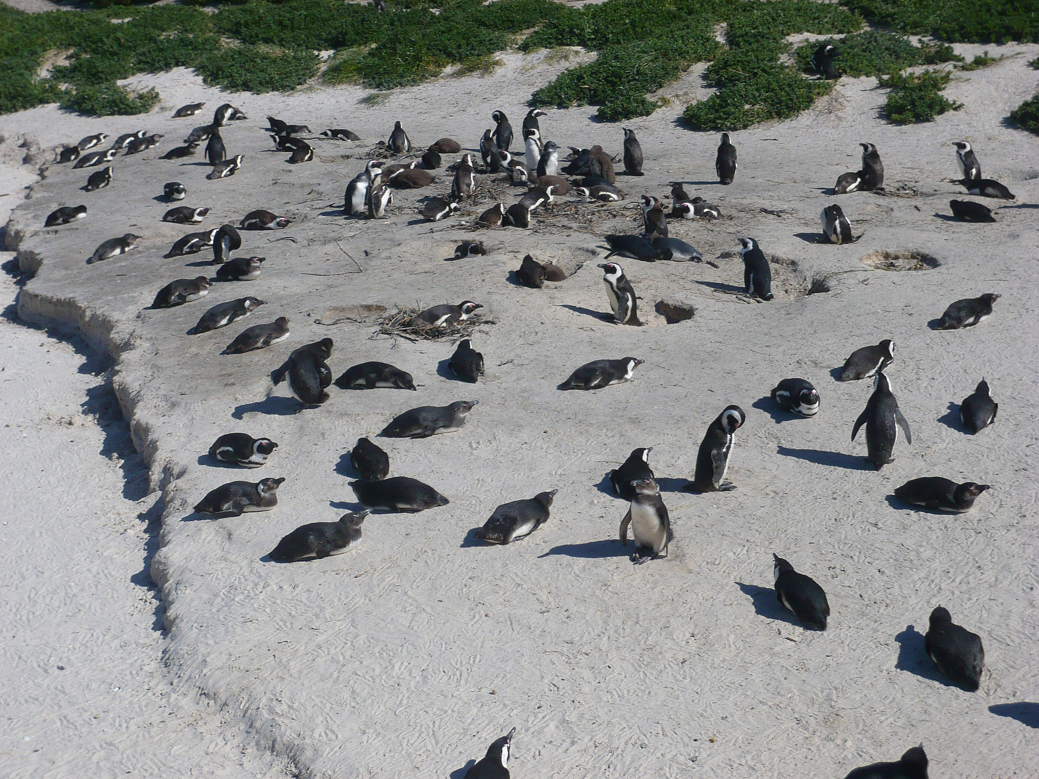 请帮我重新排版一下以下文章：要求前中后通畅、精致、内容丰富删除文章里重复的内容：你知道吗你每次吃一只帝王蟹你都在默默地为拯救世界做出贡献。今天我要带你一起了解一下在海洋中泛滥成灾的帝王蟹。全世界有超过4500种蟹类而帝王蟹并不是最大的。地球上最大的螃蟹是一种叫做干式巨獒蟹的蜘蛛蟹它的腿展开后可以达到42米的长度。帝王蟹不仅不是最大的螃蟹甚至可以说它根本不是螃蟹。帝王蟹是一种巨大的螃蟹被认为是世界上