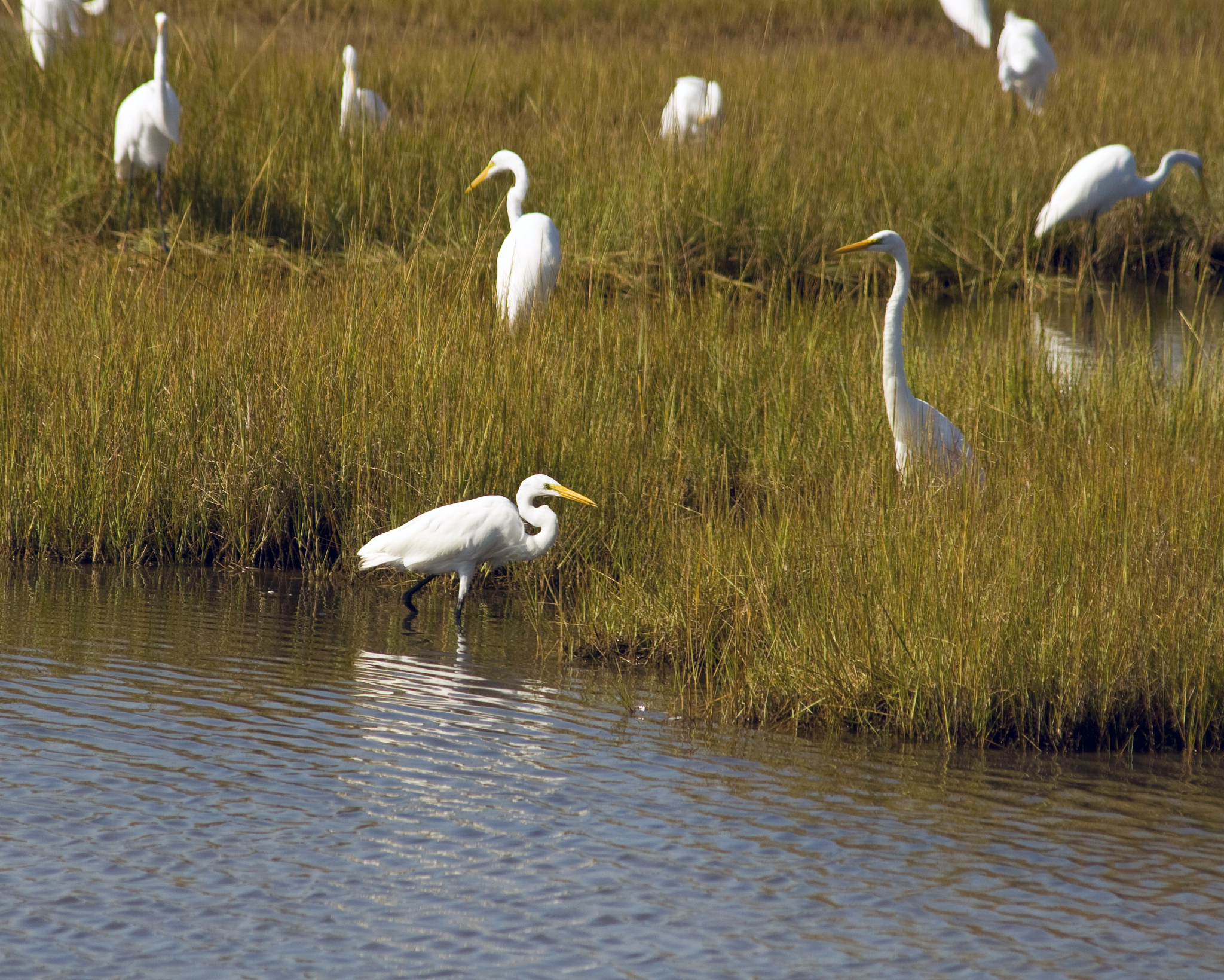 egrests at hammonasset state park