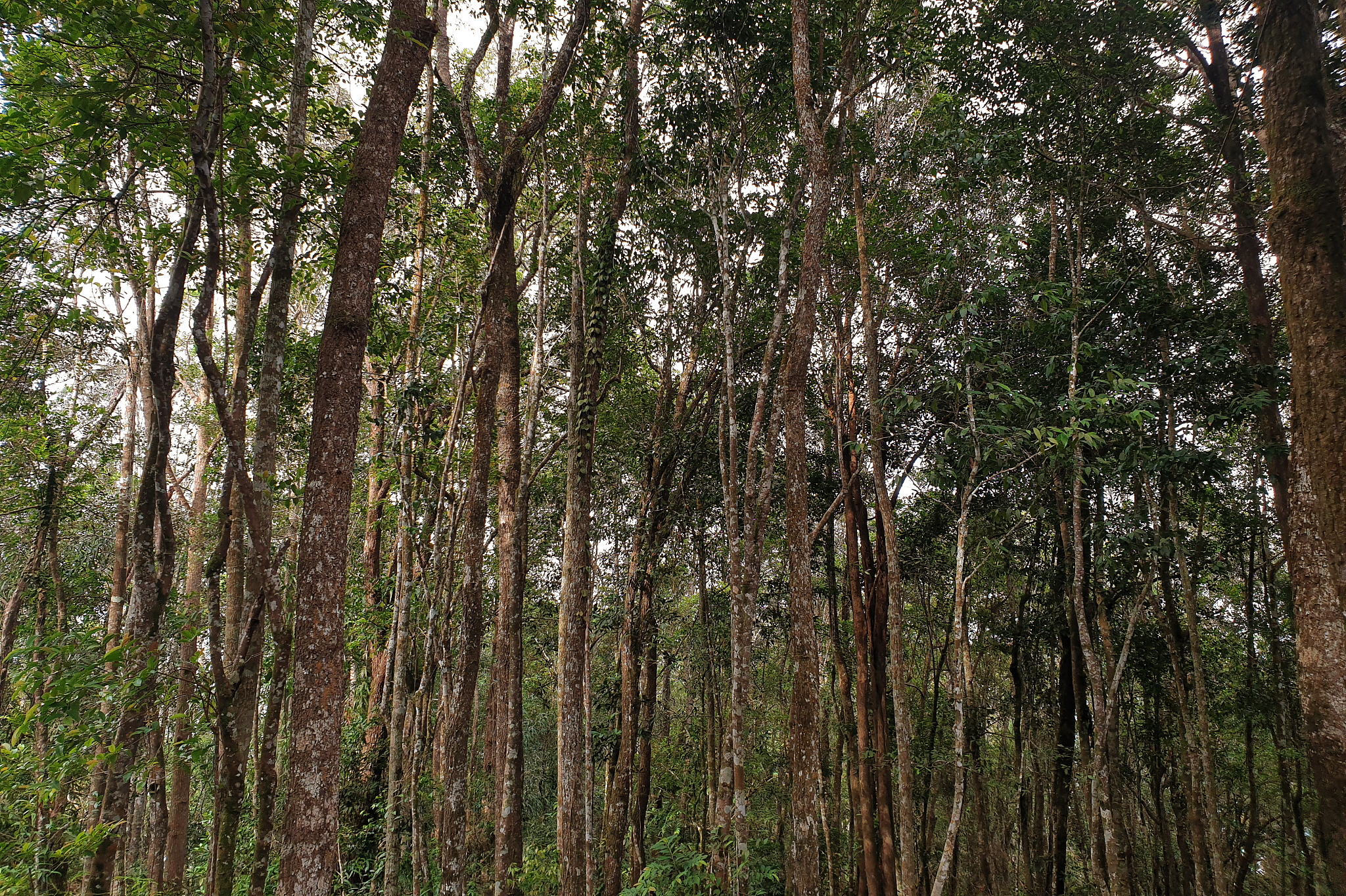云南省林业高级技工学校设置有哪些专业