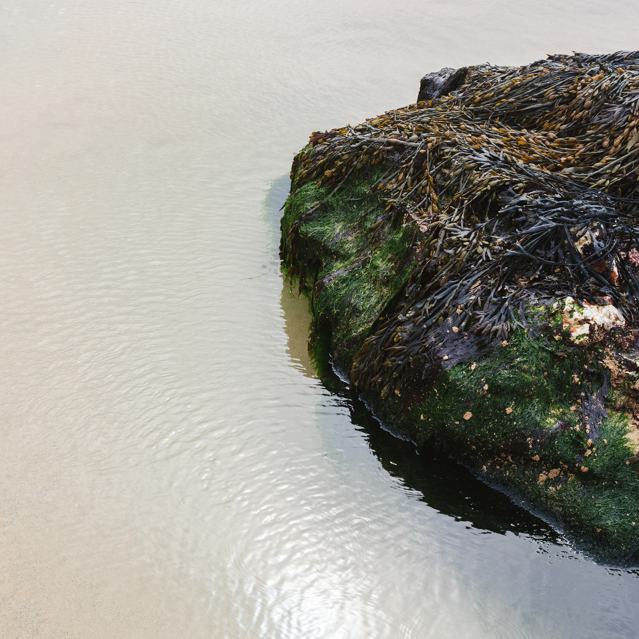 seaweed covered rock on watergate bay beach