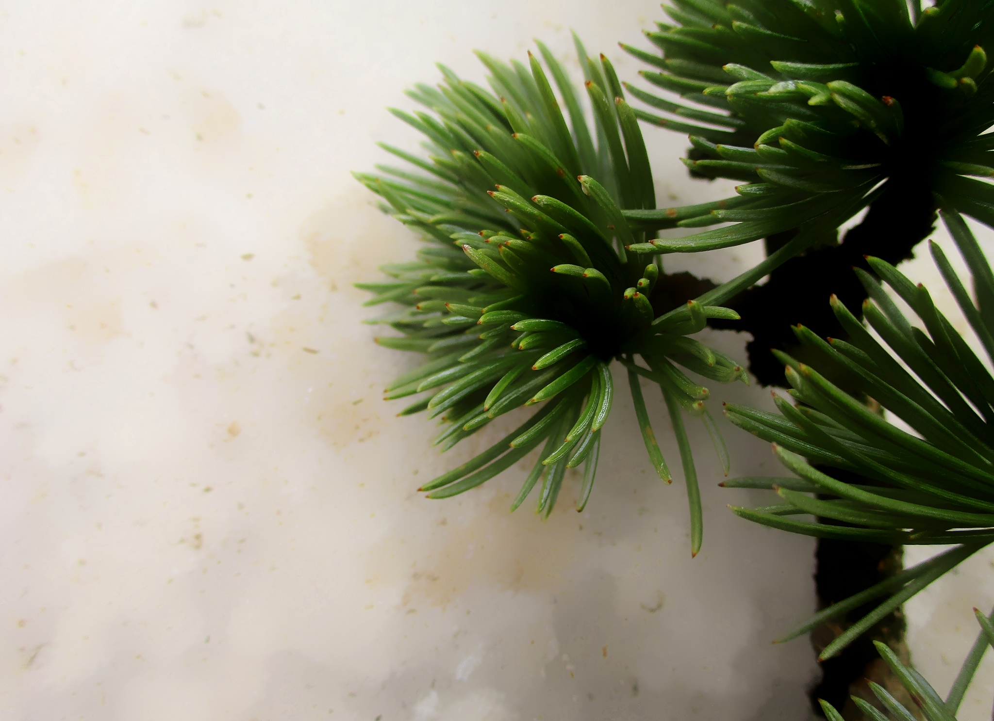 cedar branch