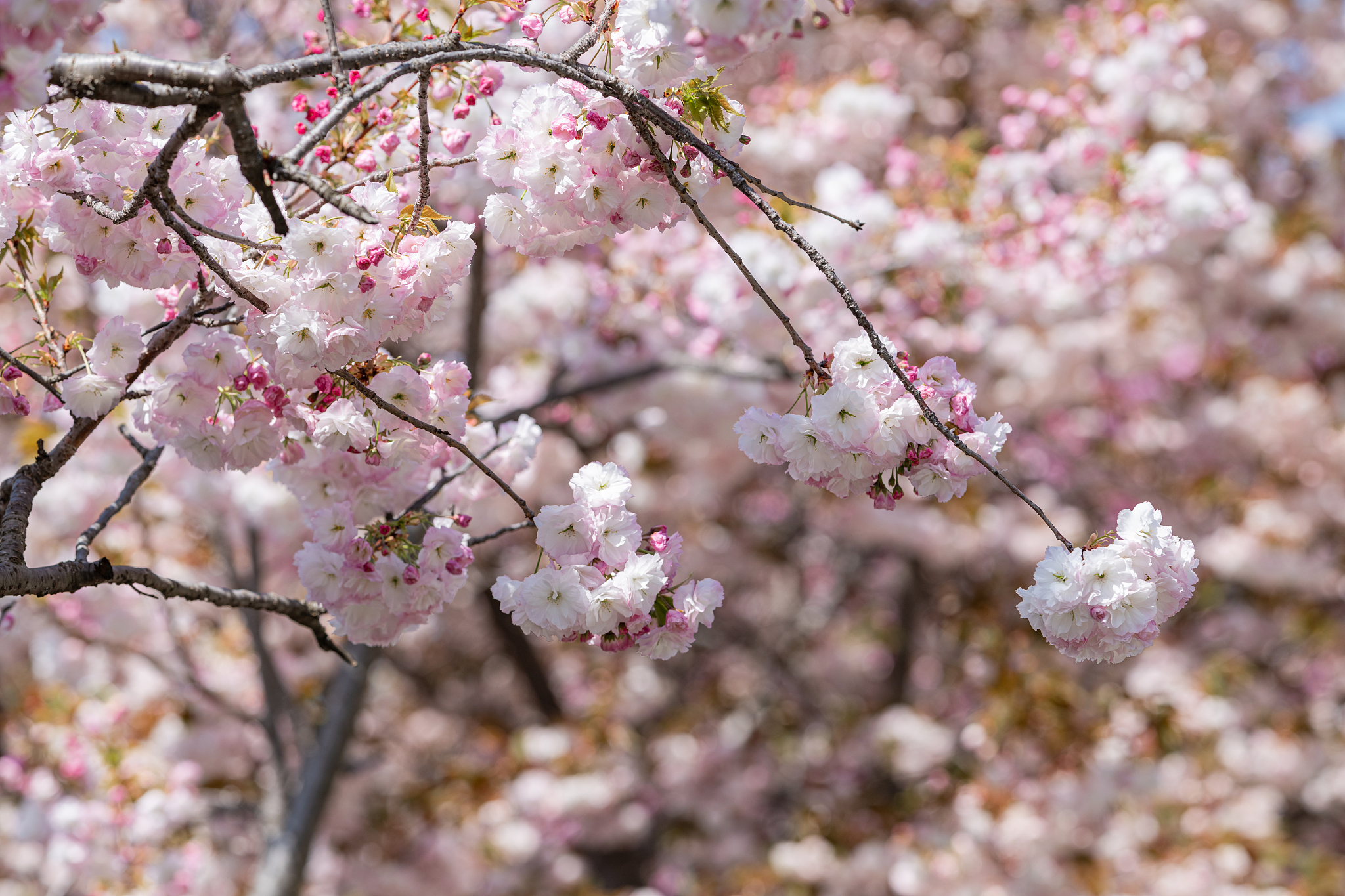 日本网络安全资源：官方网站和机构推荐