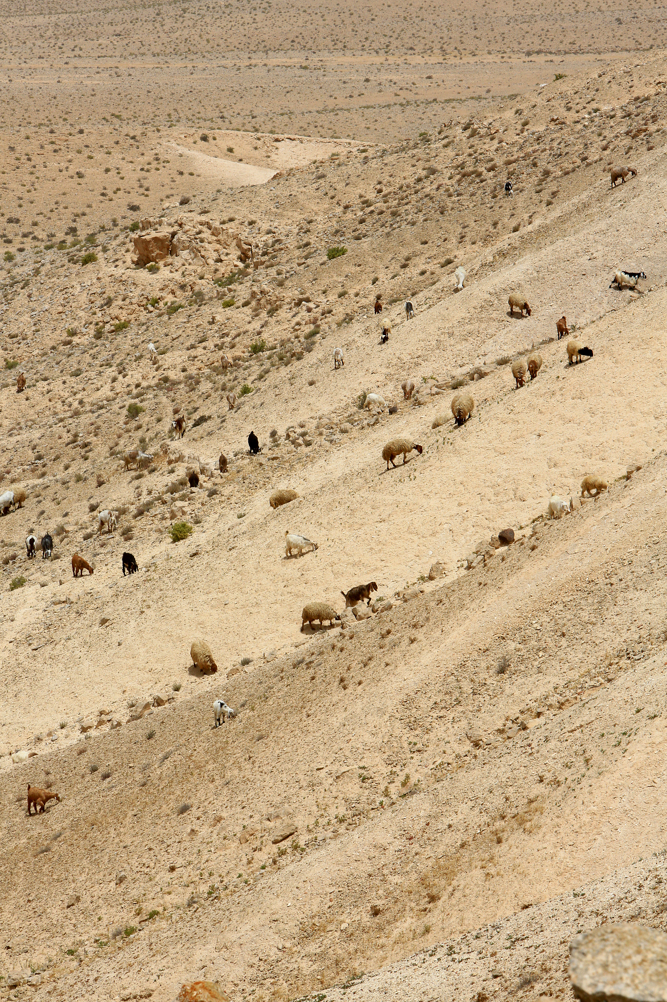 sheep in the negev desert. shivta. negev. israel. middle east.
