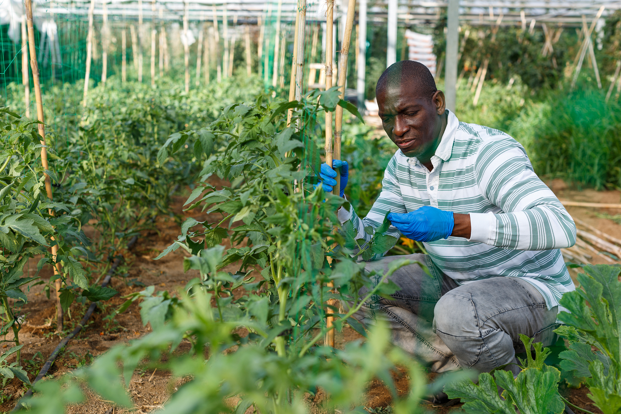 曲靖市农业学校2019年招生简章：初中起点专科，培养农业人才