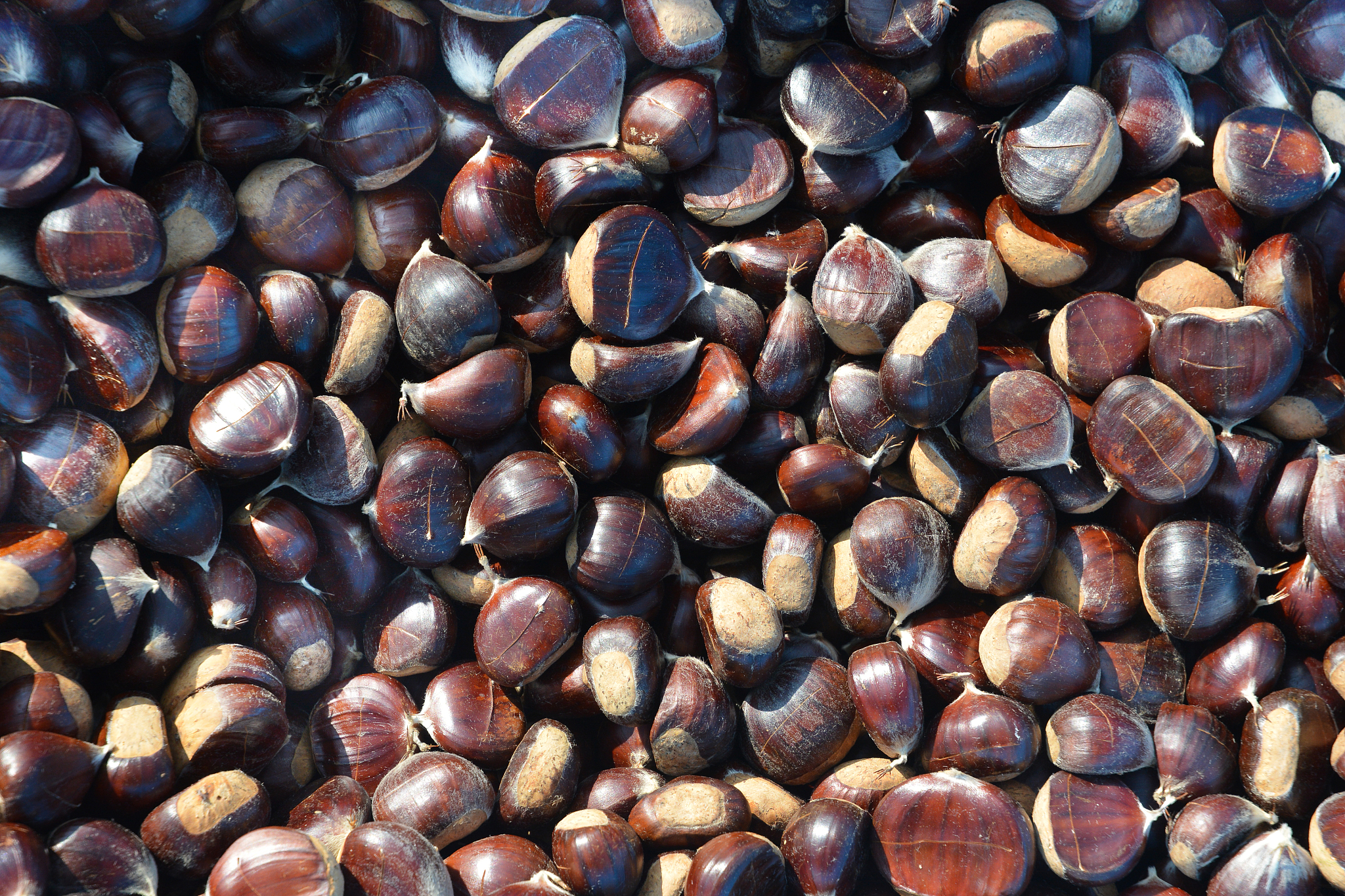 将 杜英种子赤楠种子厚朴种子葛藤种子桉树种子马桑种子车桑子种子刨花润楠种子绣球种子无患子种子九里香种子花楸种子轻木种子辣木种子扁胡子种子马褂木种子沙枣种子截叶胡枝子种子狐尾椰种子竹柏种子枫杨种子云木香种子川木香种子清香木种子相思树种子沉香种子樱花种子五指毛桃种子蓝花楹种子木棉种子花旗木种子木豆种子槐树种子棕榈种子凤凰木种子白刺花种子巨紫荆种子乌桕种子榉树种子香椿种子油桐种子老鹰茶种子矮杞树种子白