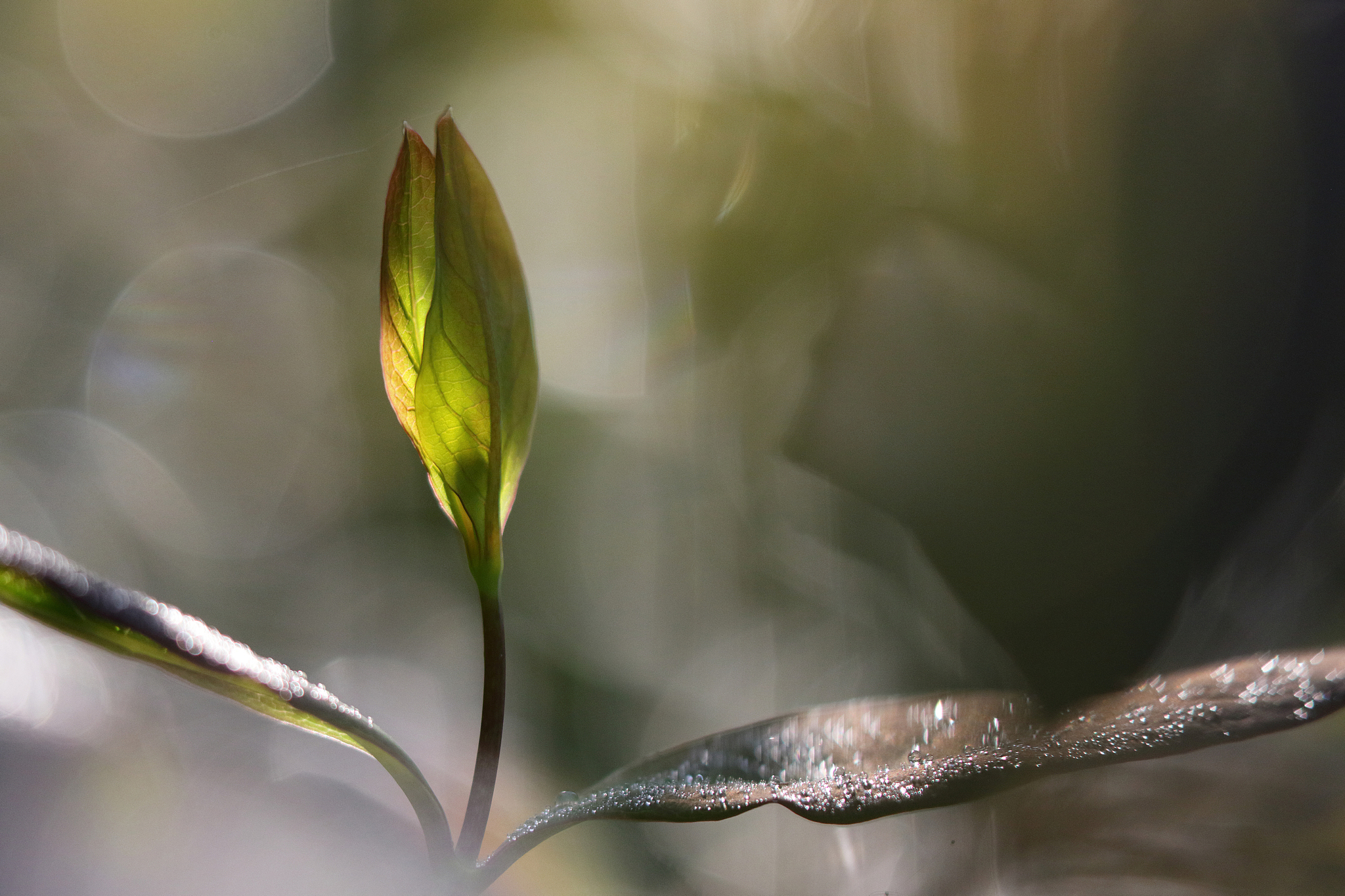 写一篇日记记录春天的心情