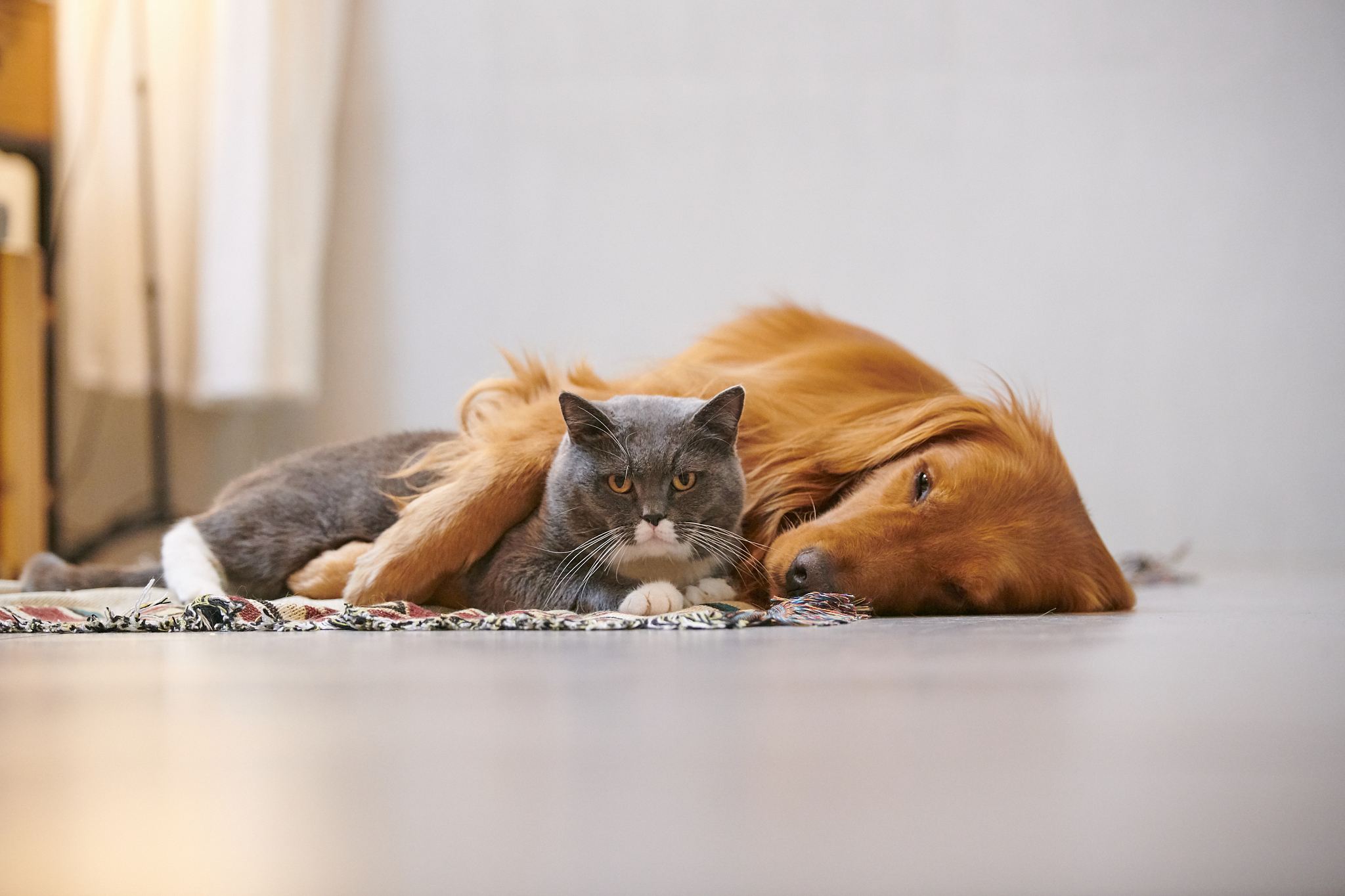 我和猫之间的故事 情真意切