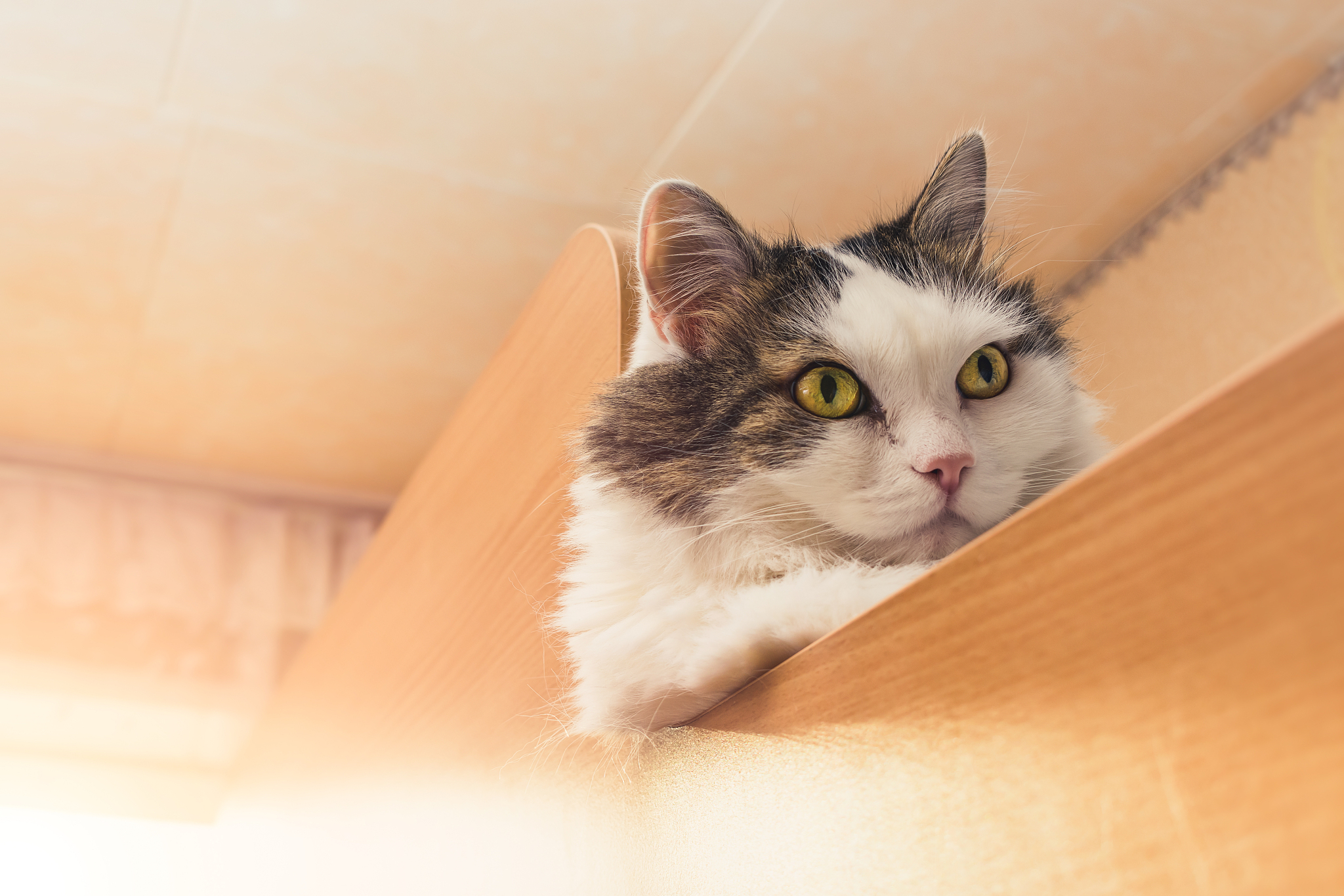 the domestic cat lies on the bed in the room and rests