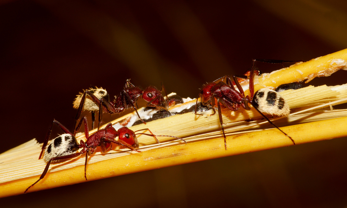 蚂蚁的移动速度