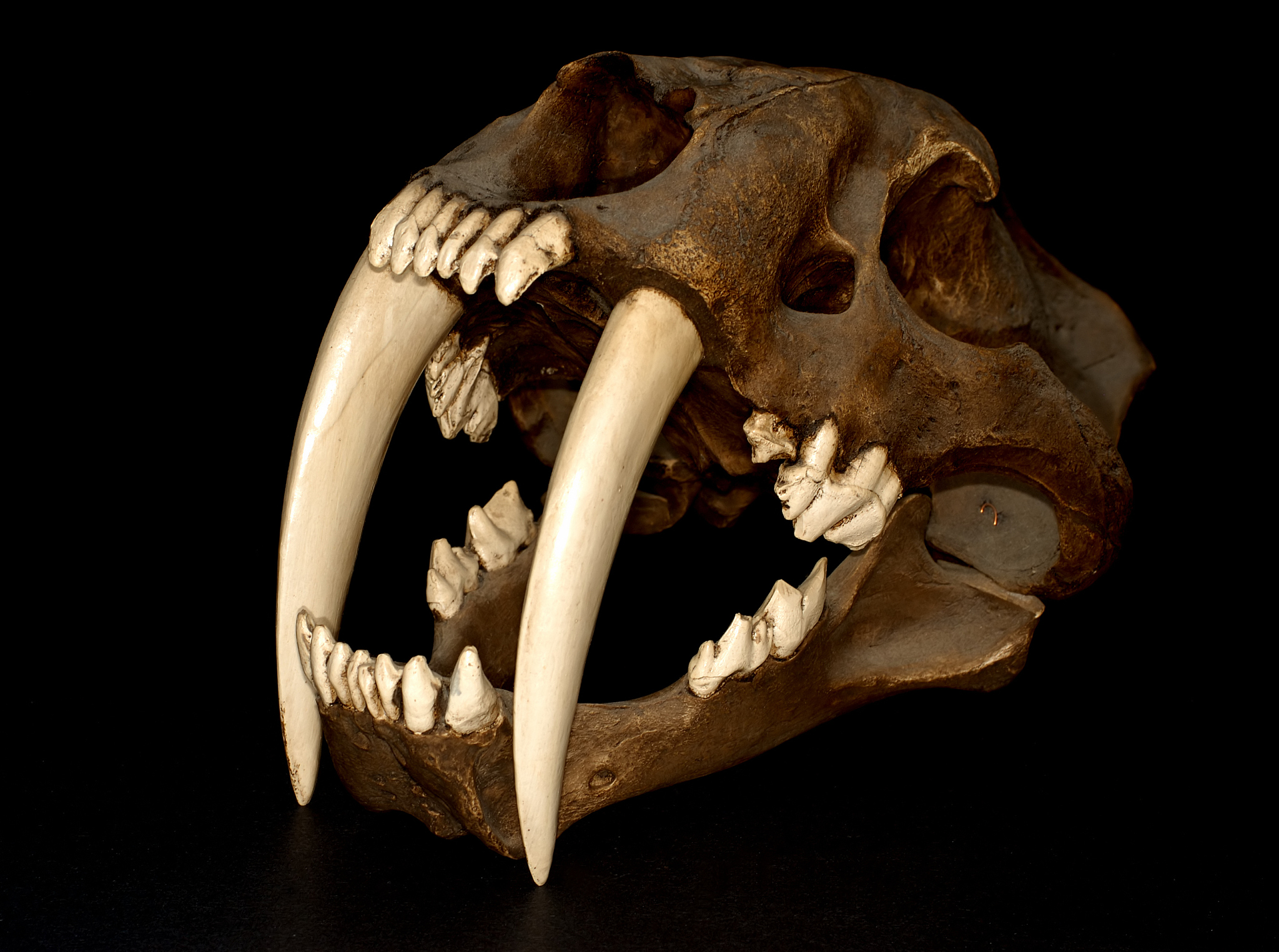 saber tooth tiger
