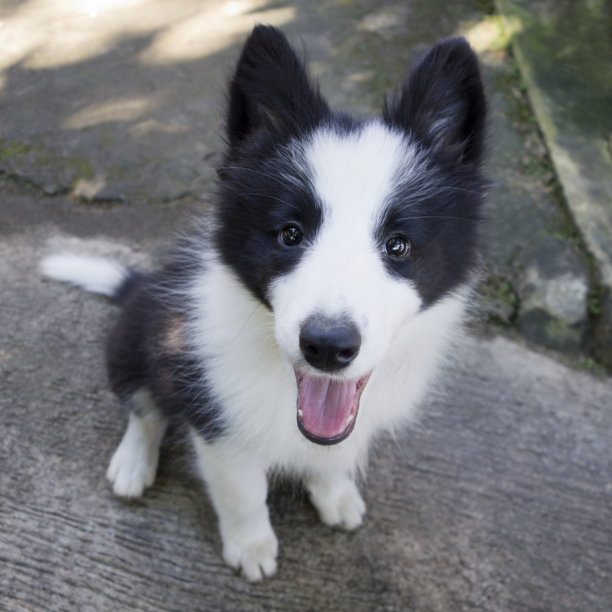 如果说柯基像面包那么边牧像什么