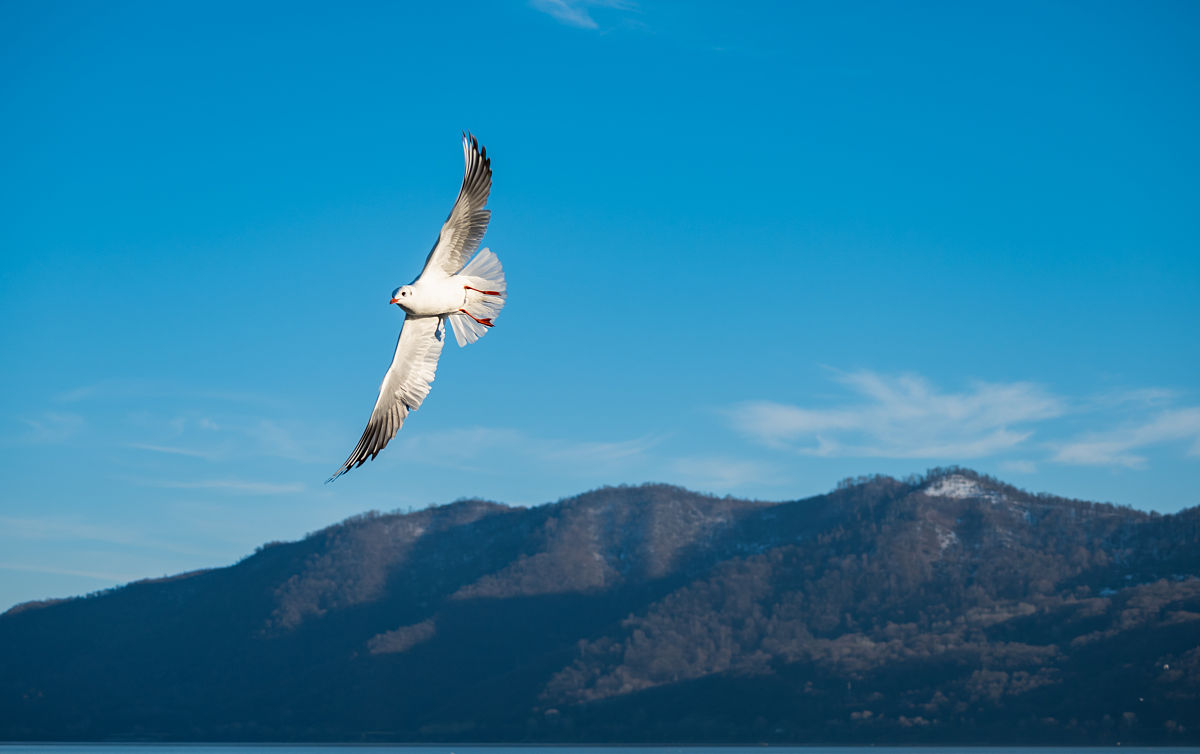 黄冠鸿诗词：自由翱翔的象征