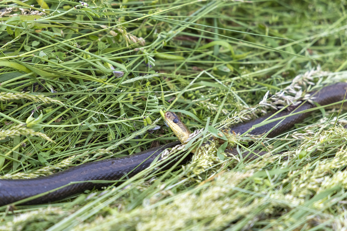 野外遇到蛇怎么办？安全指南和预防措施