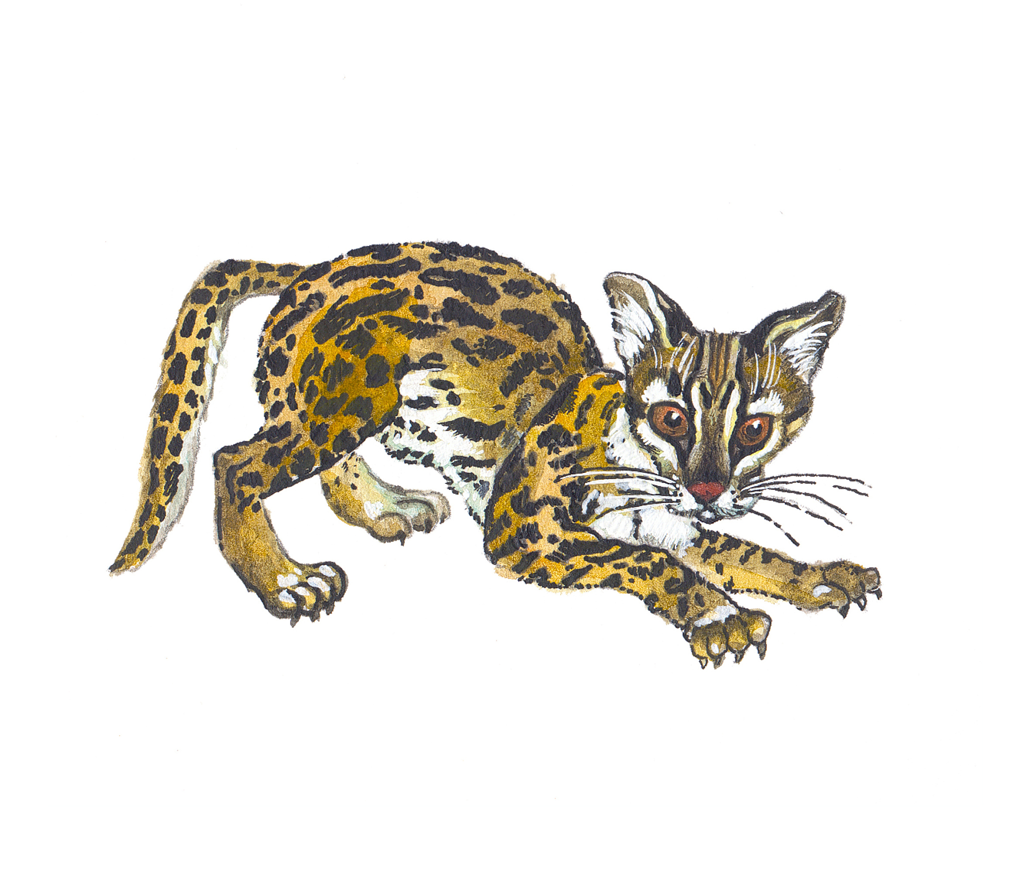 豹猫‘抱抱’IP形象：传递濒危动物保护的温暖