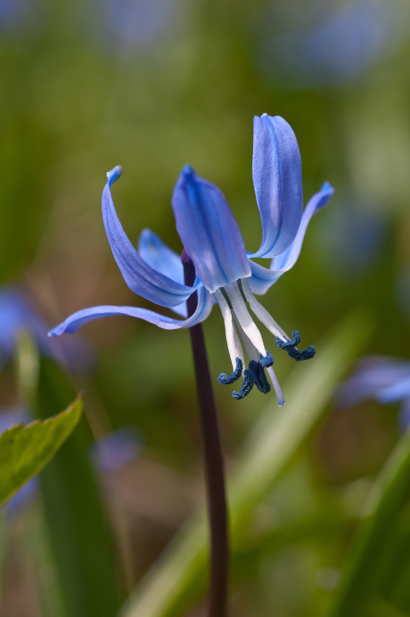 blue snowdrop