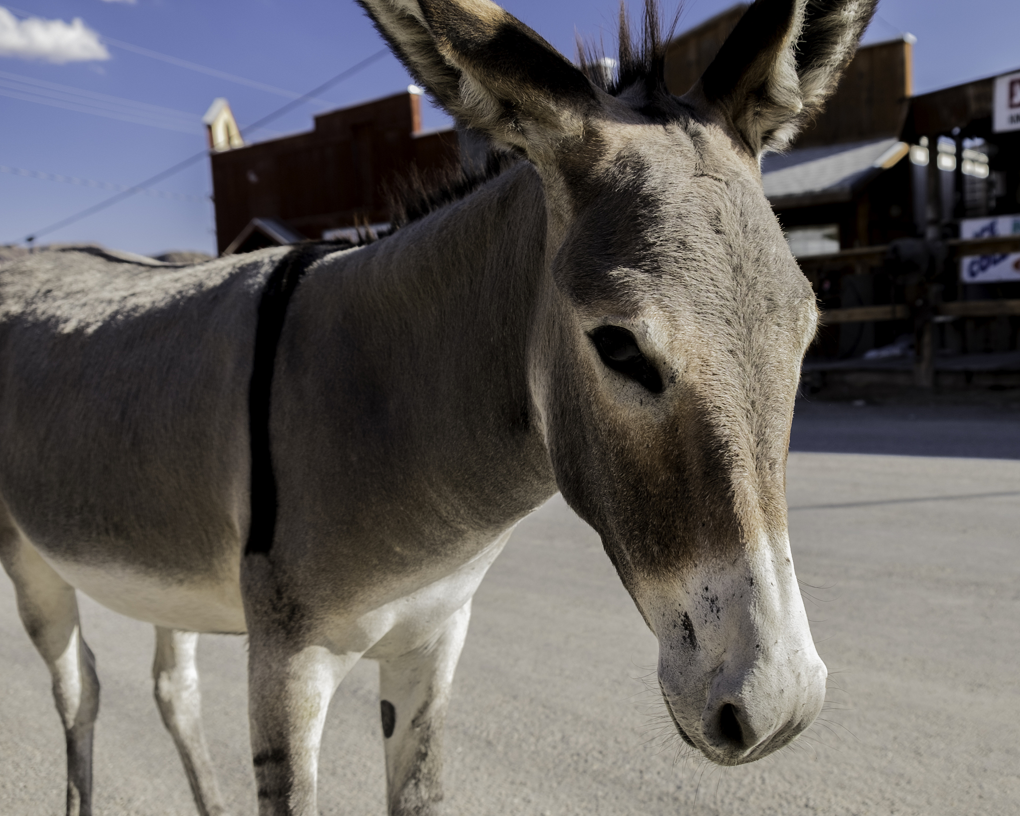 奥特曼模拟器 手游更新日志