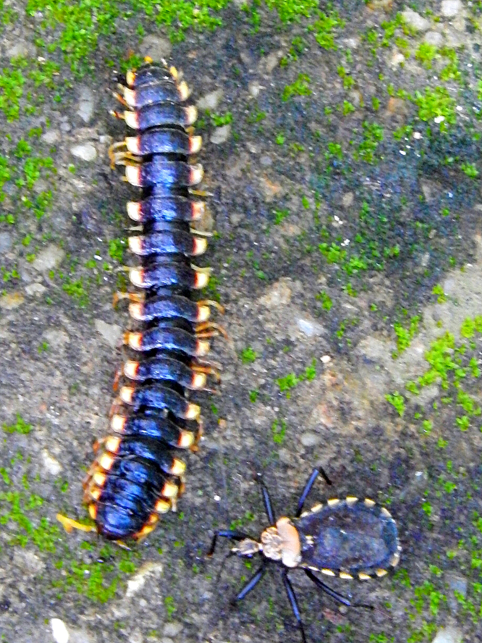 帮我写昆虫研究技术课程论文内容：有关昆虫学的文献综述格式：按照文献综述的论文要求字数：1500-2000中文