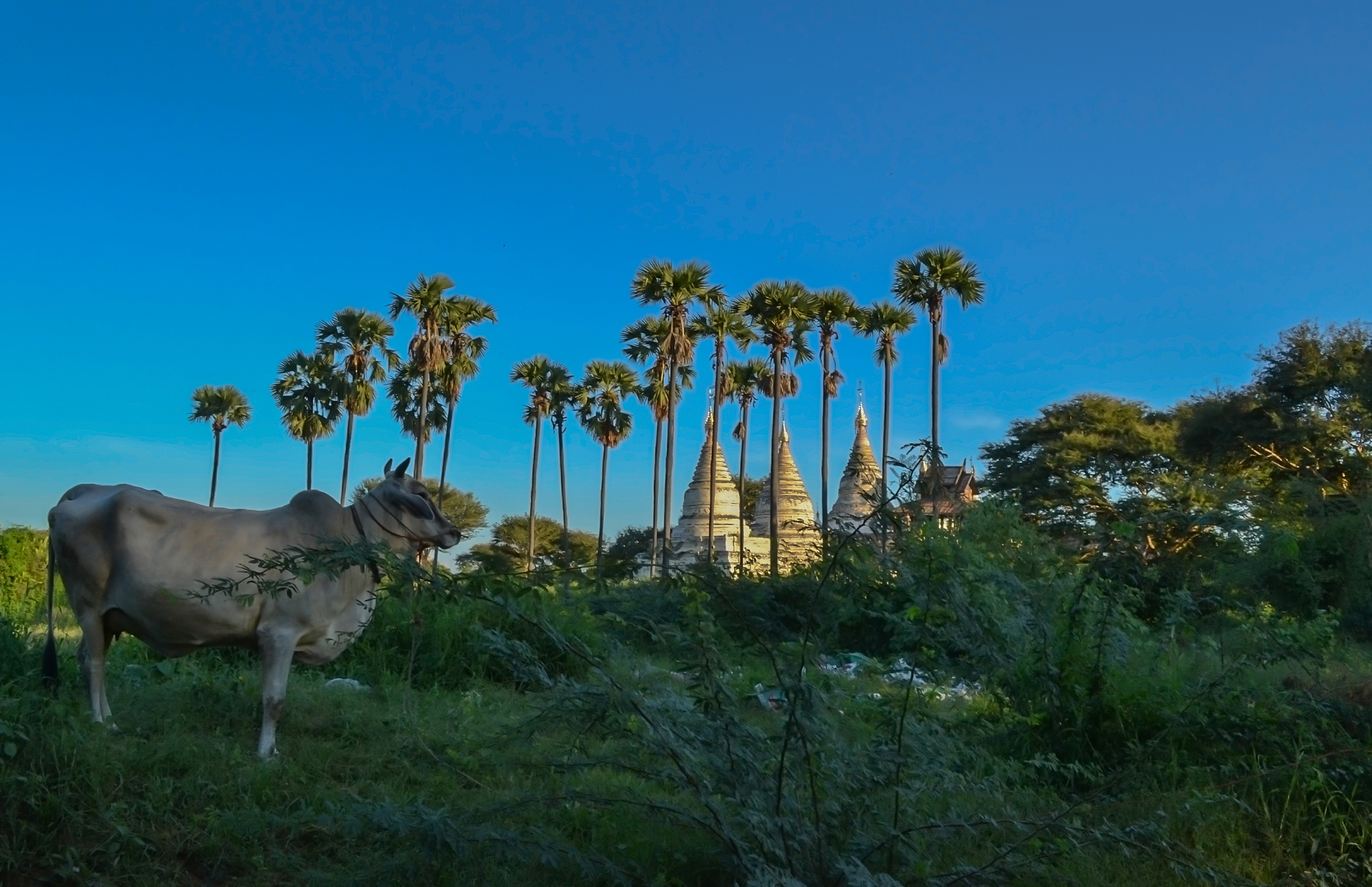 zebu, humpback cow in the old city of bagan