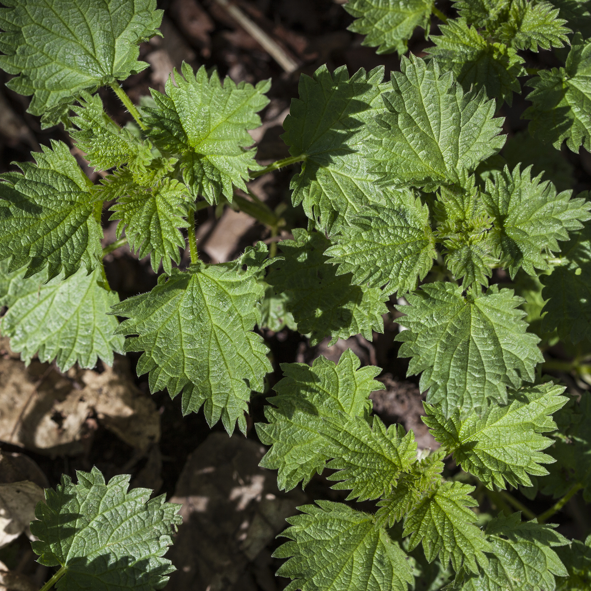 云南中医药中等专业学校中药制药专业怎么样