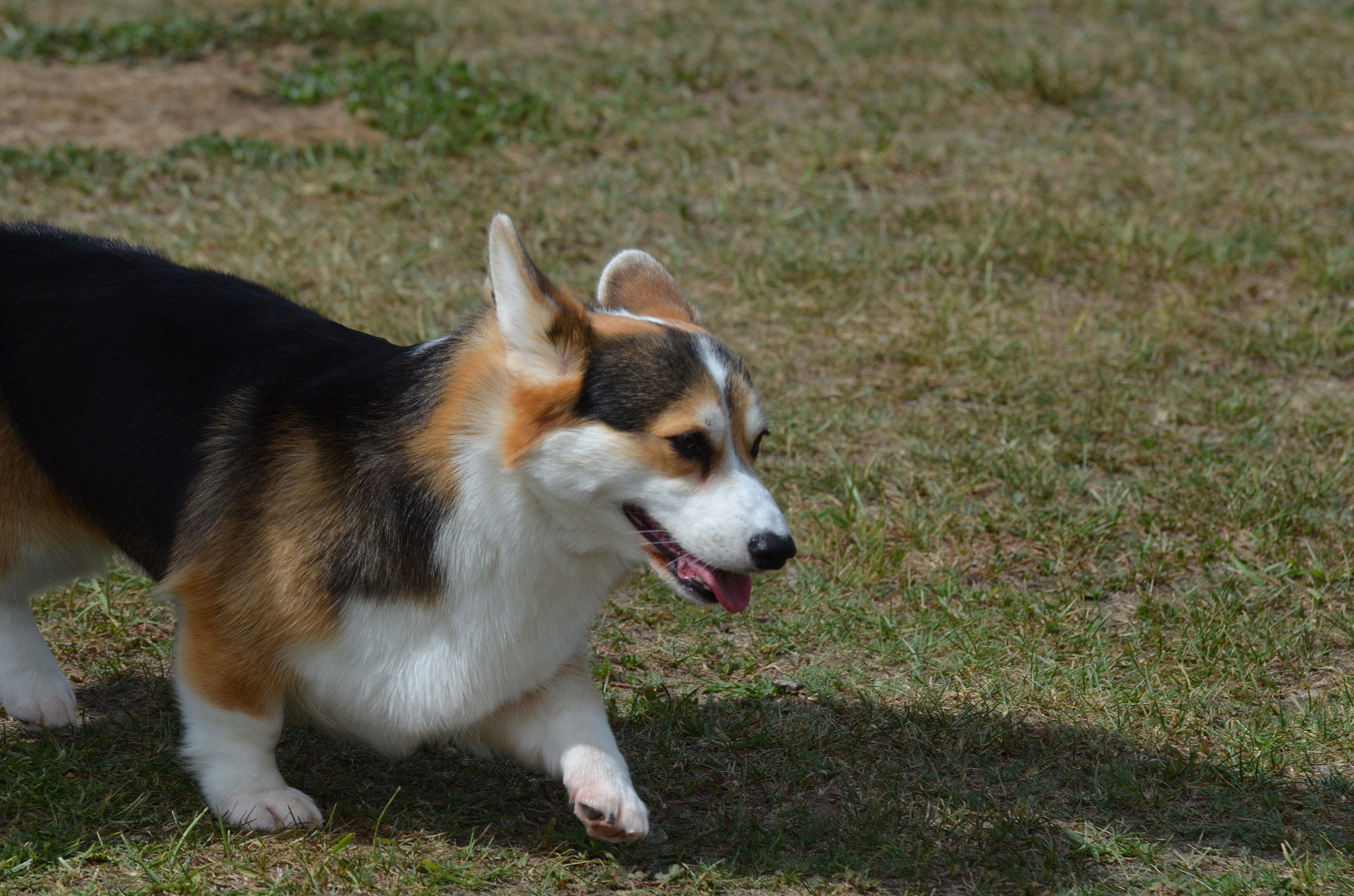 犬凝血因子ⅦI缺乏症整体发病率