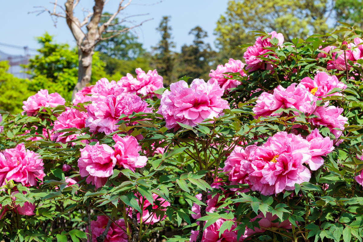 牡丹花开放：国色天香的盛放之美