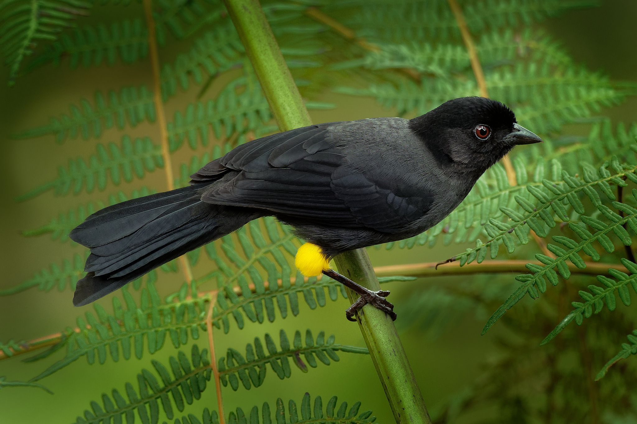 yellow-thighed finch - pselliophorus tibialis is passerine bird 